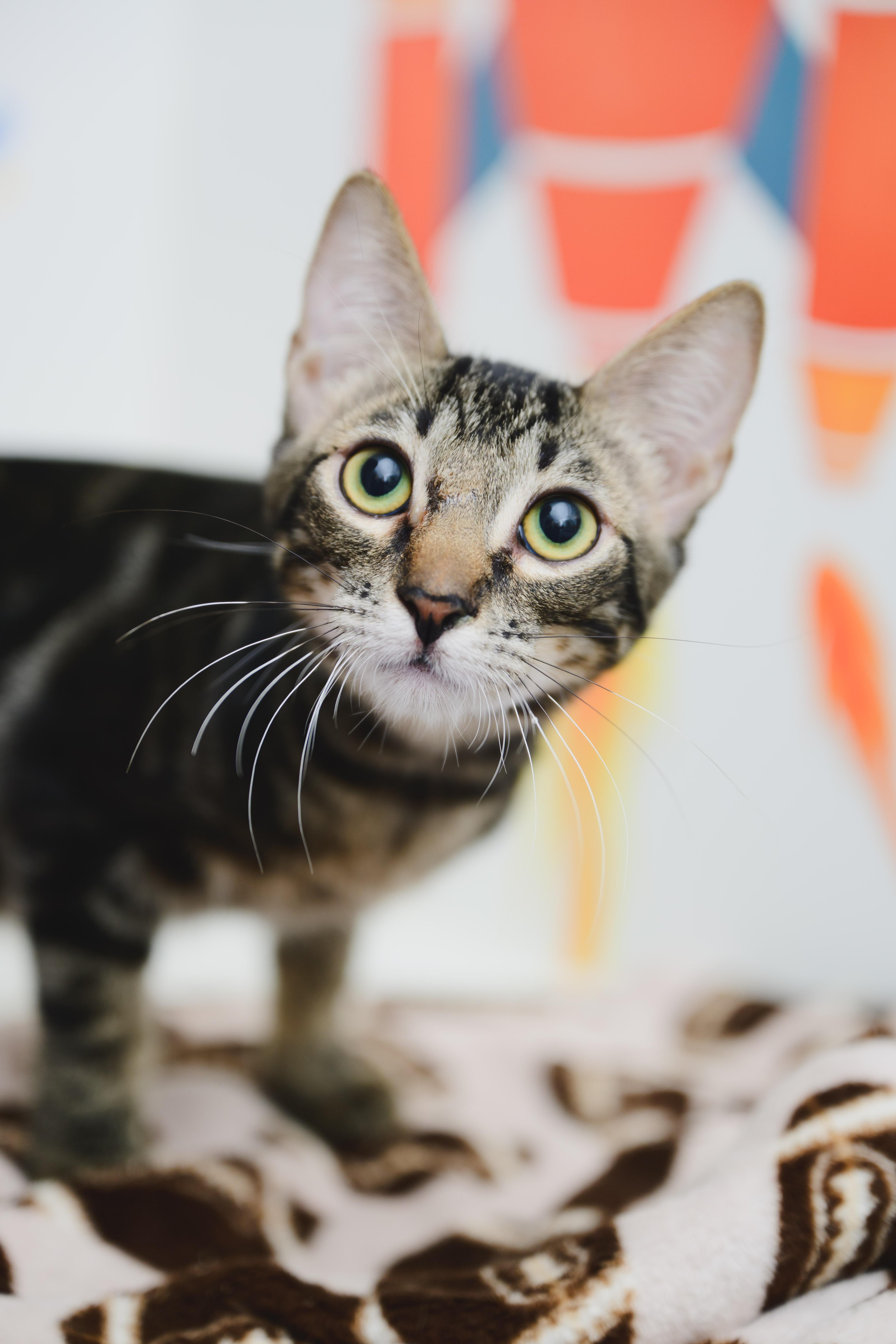 Lahaina, a Adoptable Domestic Short Hair in Honolulu, HI image 1/5