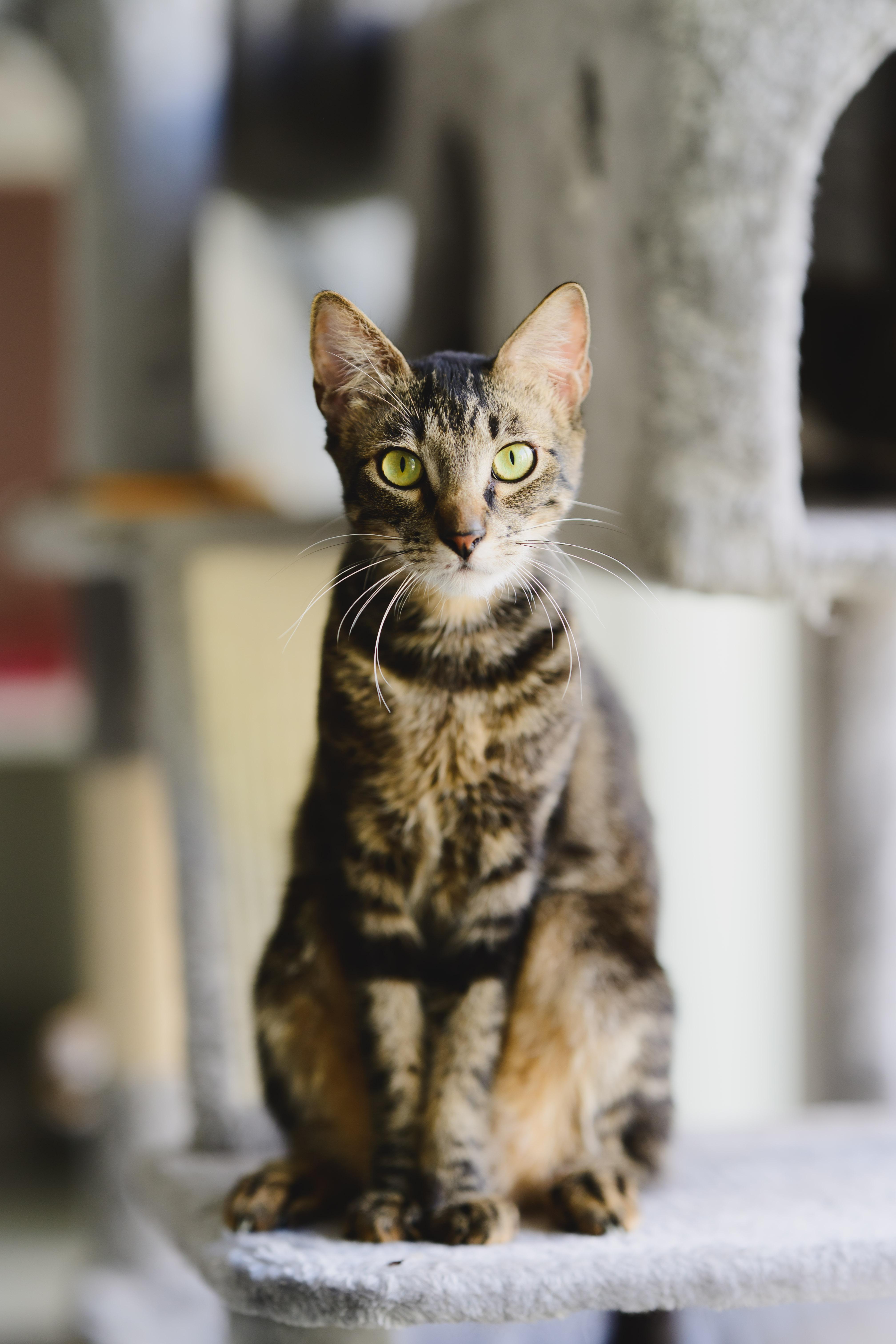 Lahaina, a Adoptable Domestic Short Hair in Honolulu, HI image 2/6