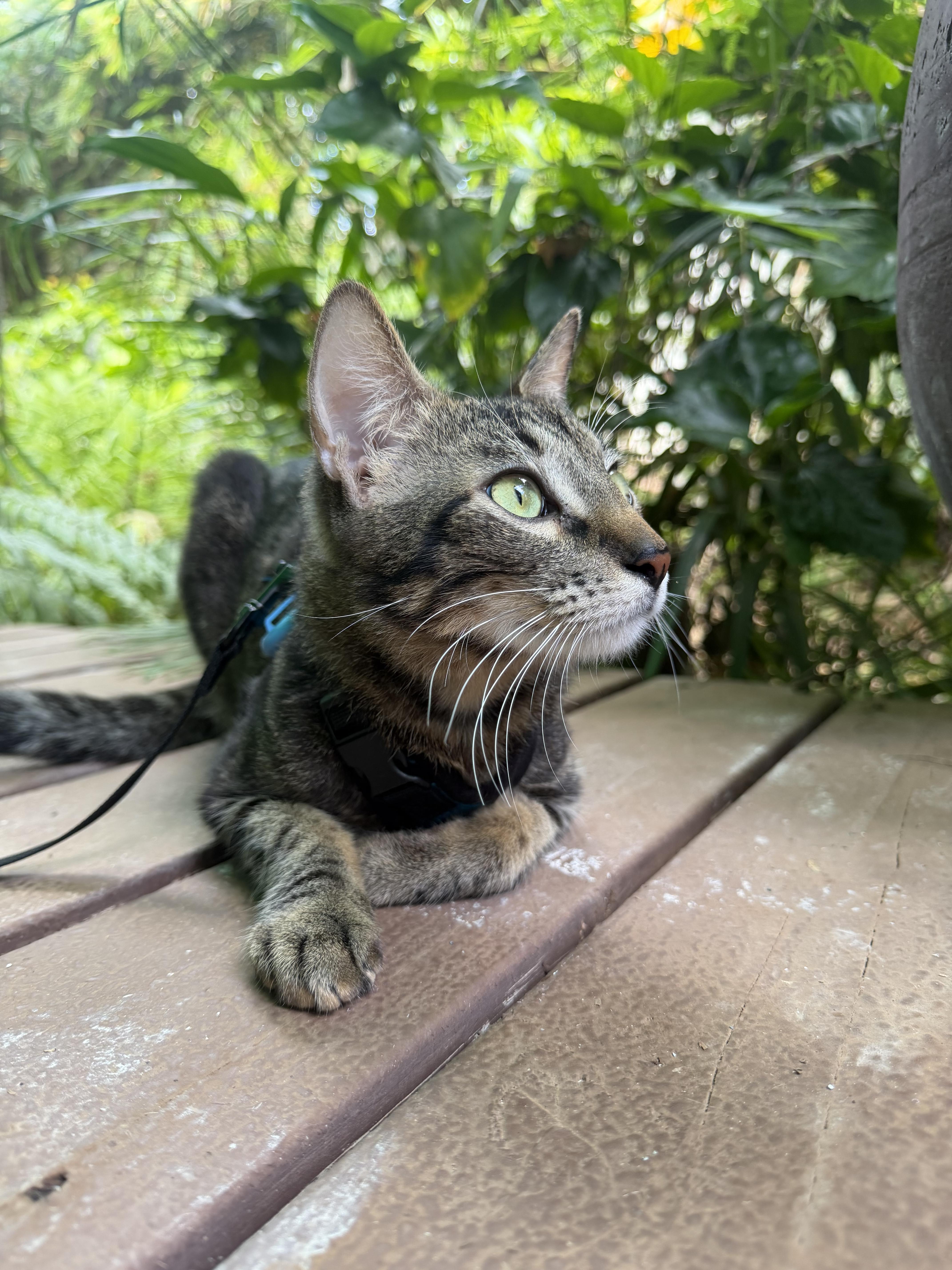 Lahaina, a Adoptable Domestic Short Hair in Honolulu, HI image 2/5