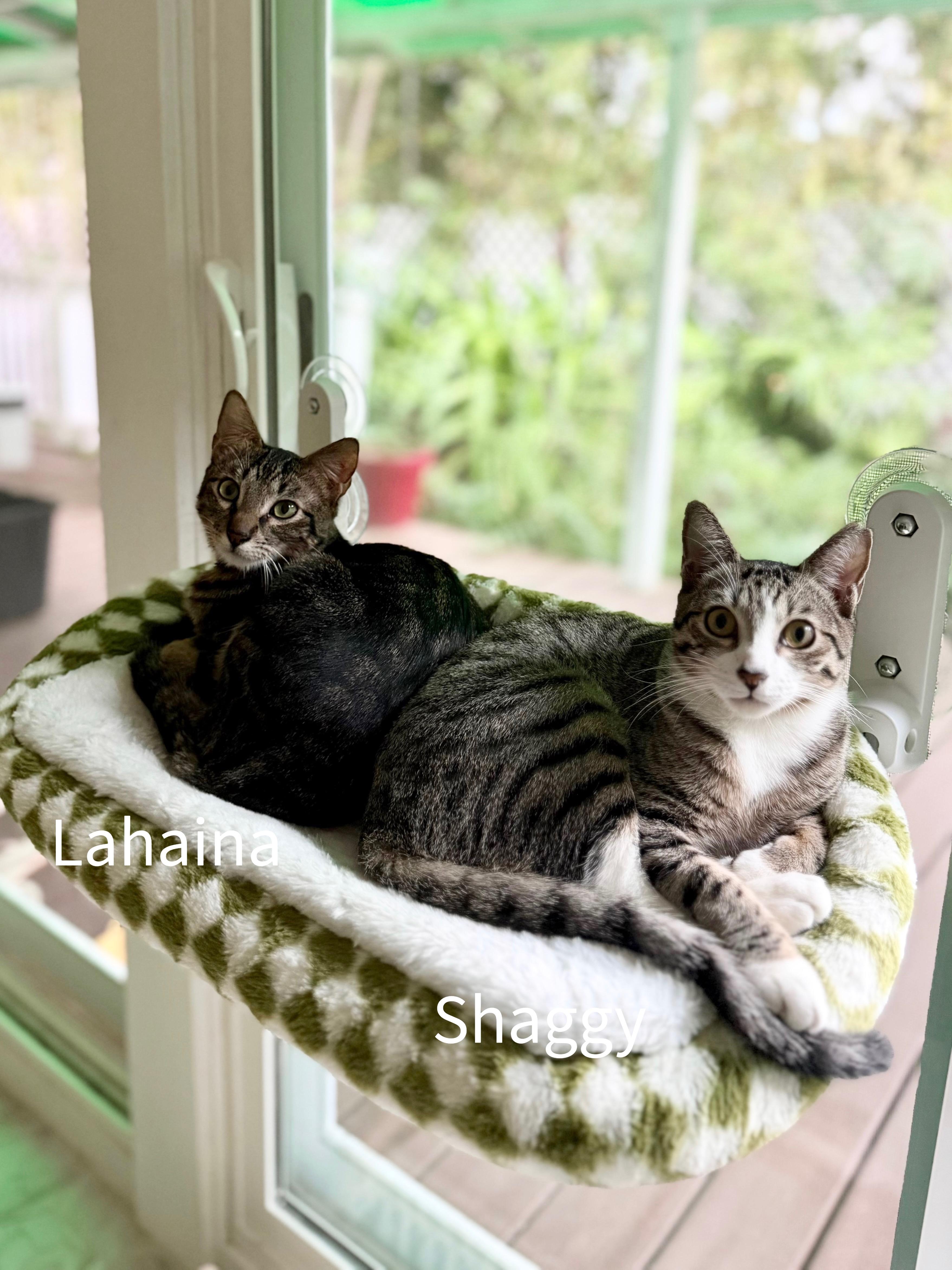Lahaina, a Adoptable Domestic Short Hair in Honolulu, HI image 3/5