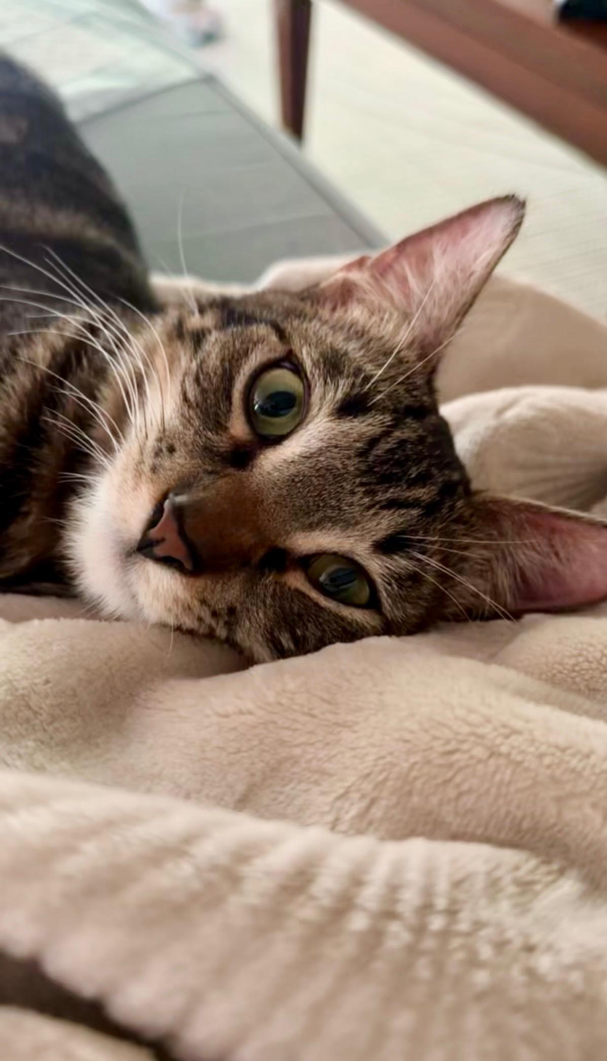 Lahaina, a Adoptable Domestic Short Hair in Honolulu, HI image 4/5