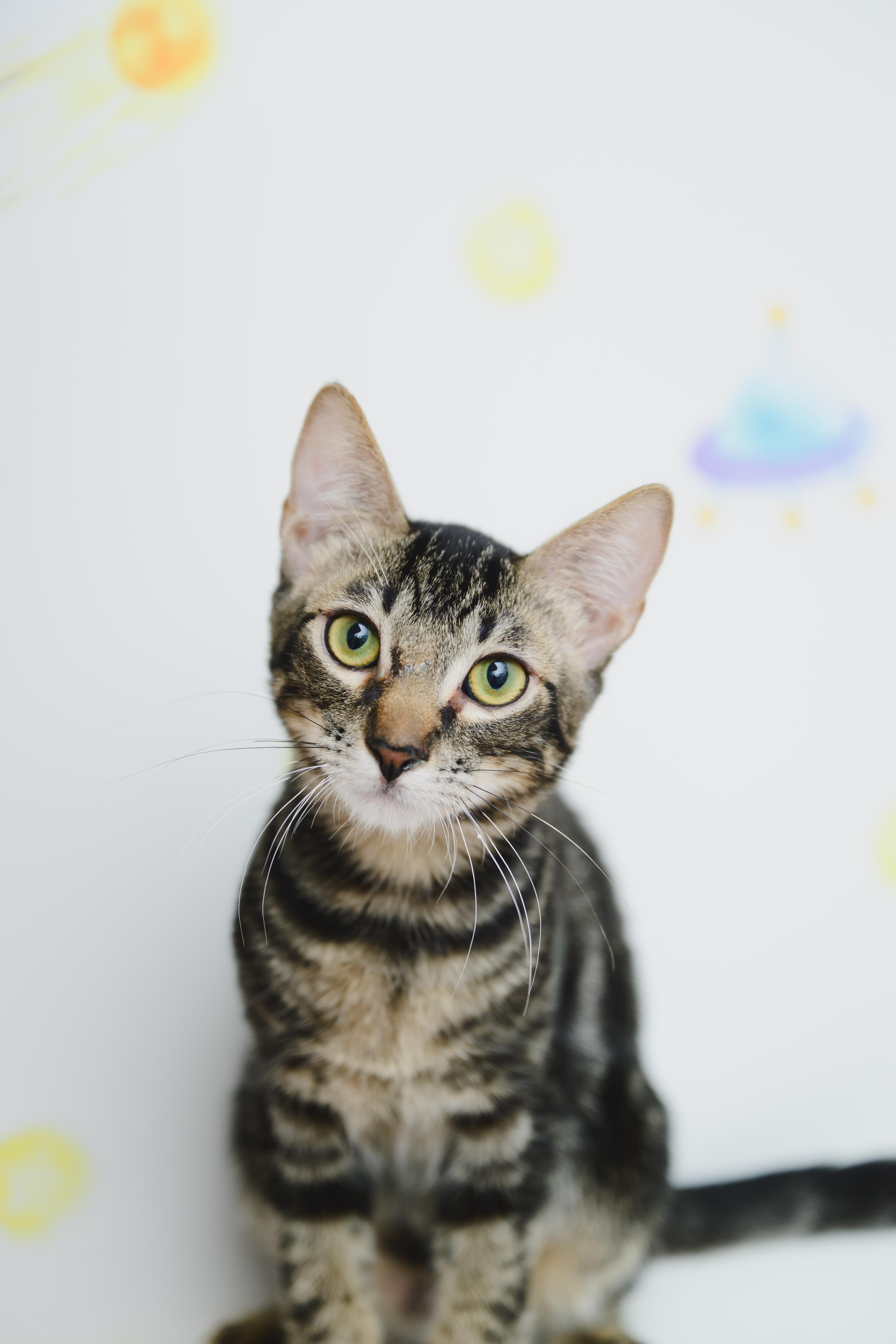 Lahaina, a Adoptable Domestic Short Hair in Honolulu, HI image 5/5