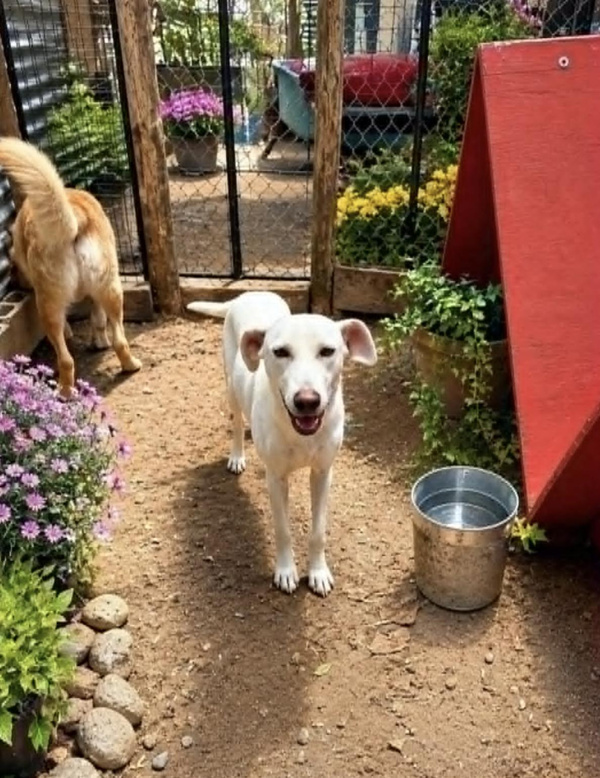 NALA, an adopted mixed breed in Portland, OR image 3/5