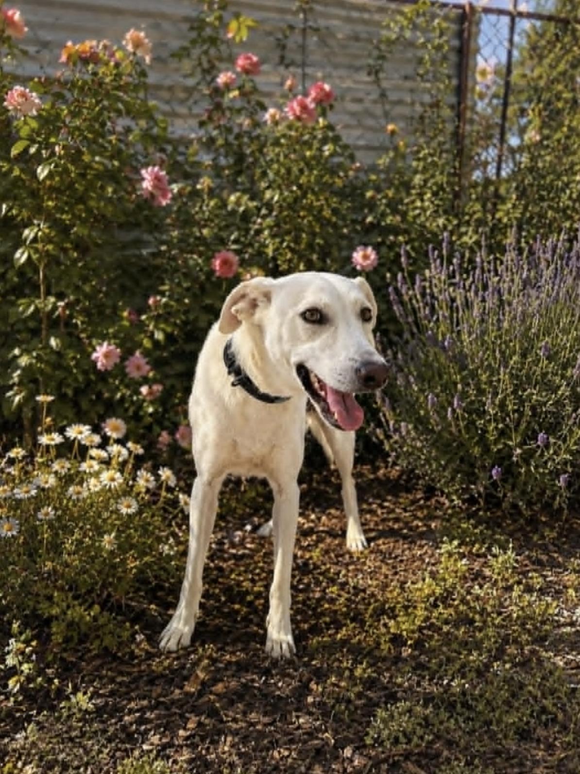NALA, an adopted mixed breed in Portland, OR image 5/5