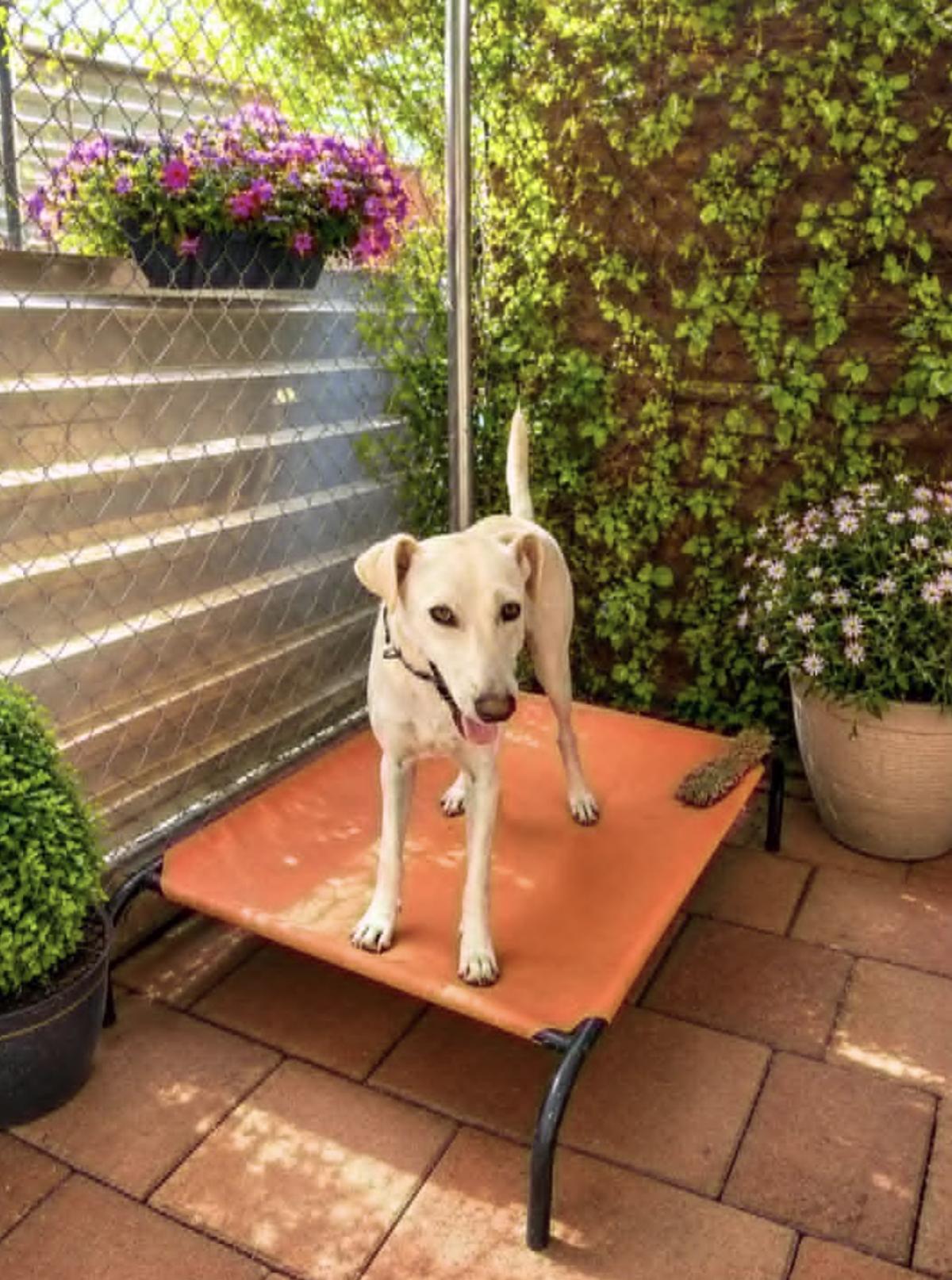 NALA, an adopted mixed breed in Portland, OR image 2/5