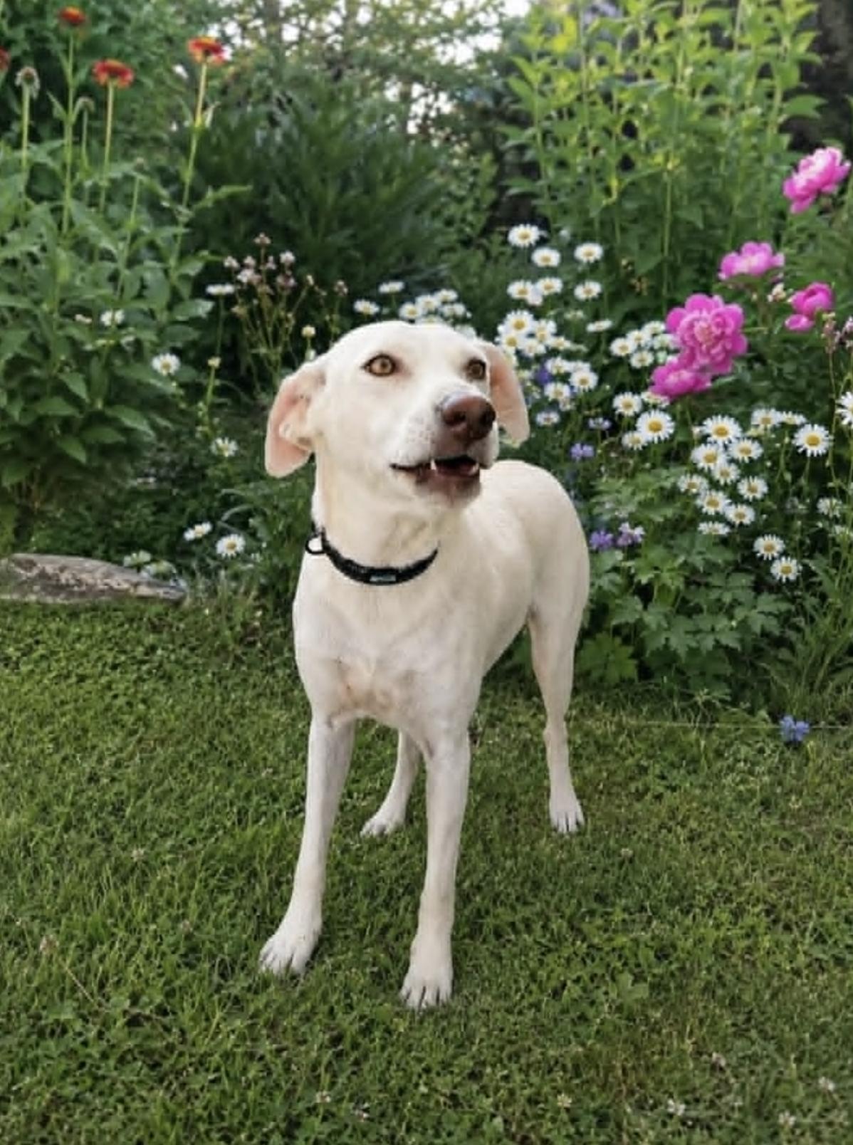 NALA, an adopted mixed breed in Portland, OR image 4/5