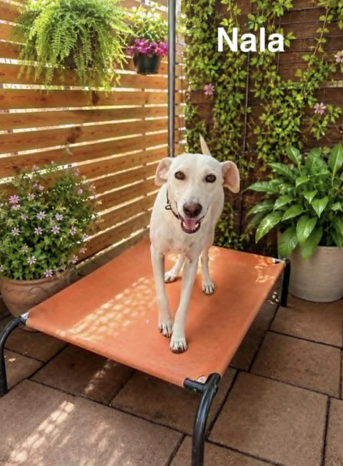 NALA, adopted, Young Female Whippet & Labrador Retriever.