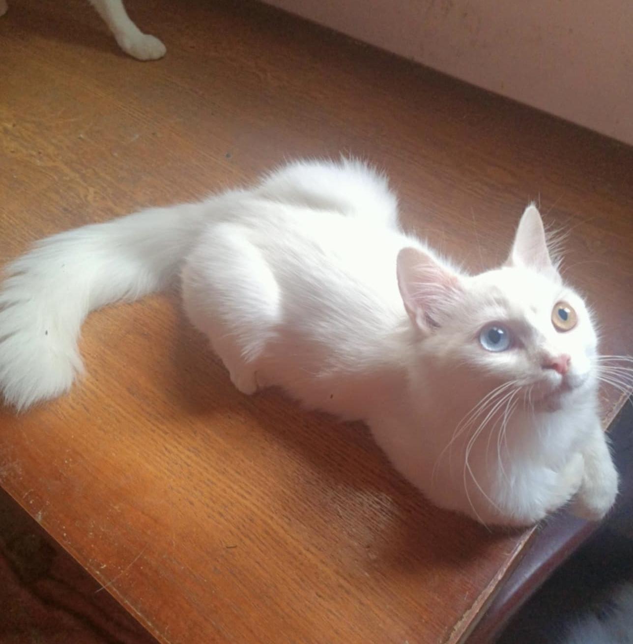 Lumi - 2 different color eyes, Young Male unknown