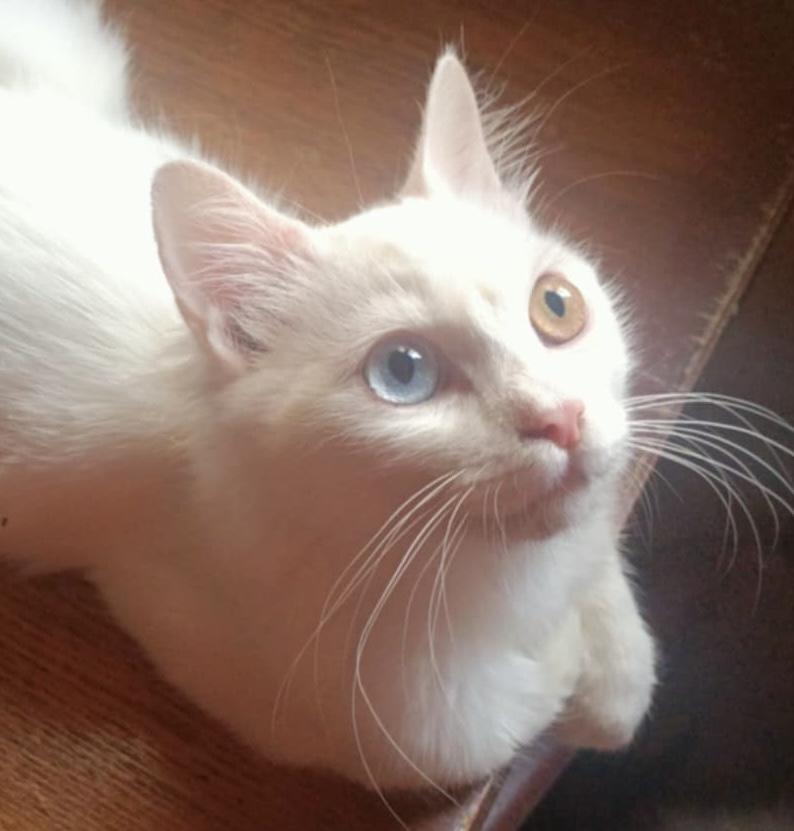 Lumi - 2 different color eyes photo 2
