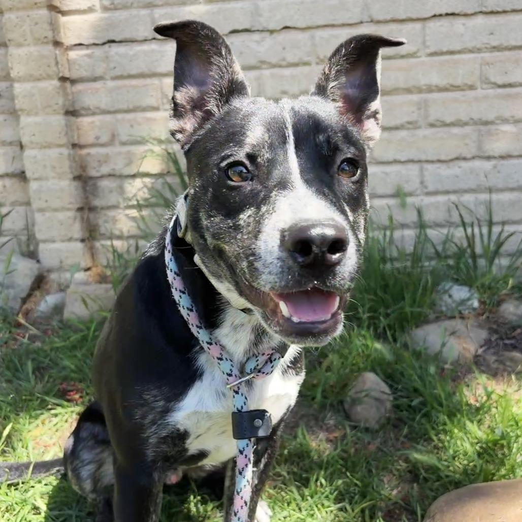 Calvin Latte, Adoptable, Puppy Male Pit Bull Terrier.