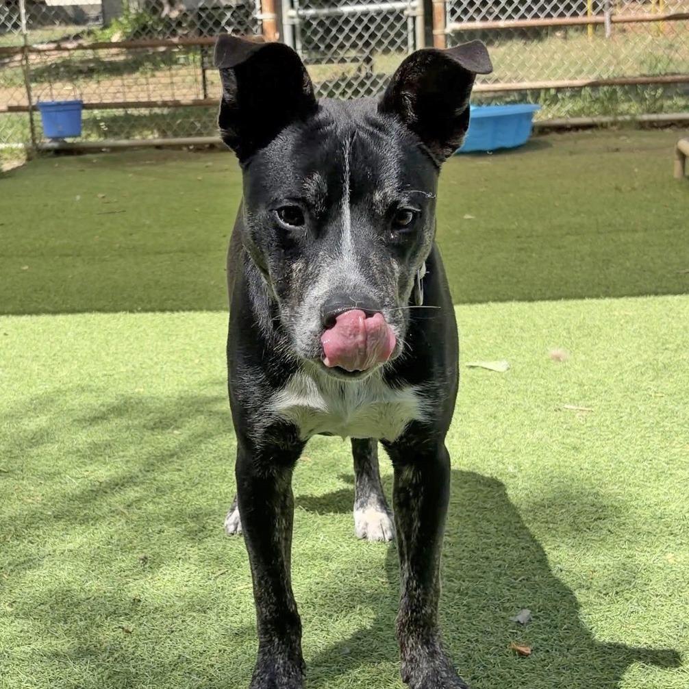 Enlarge Calvin Latte, a Adoptable Pit Bull Terrier in Ojai, CA image 2/6