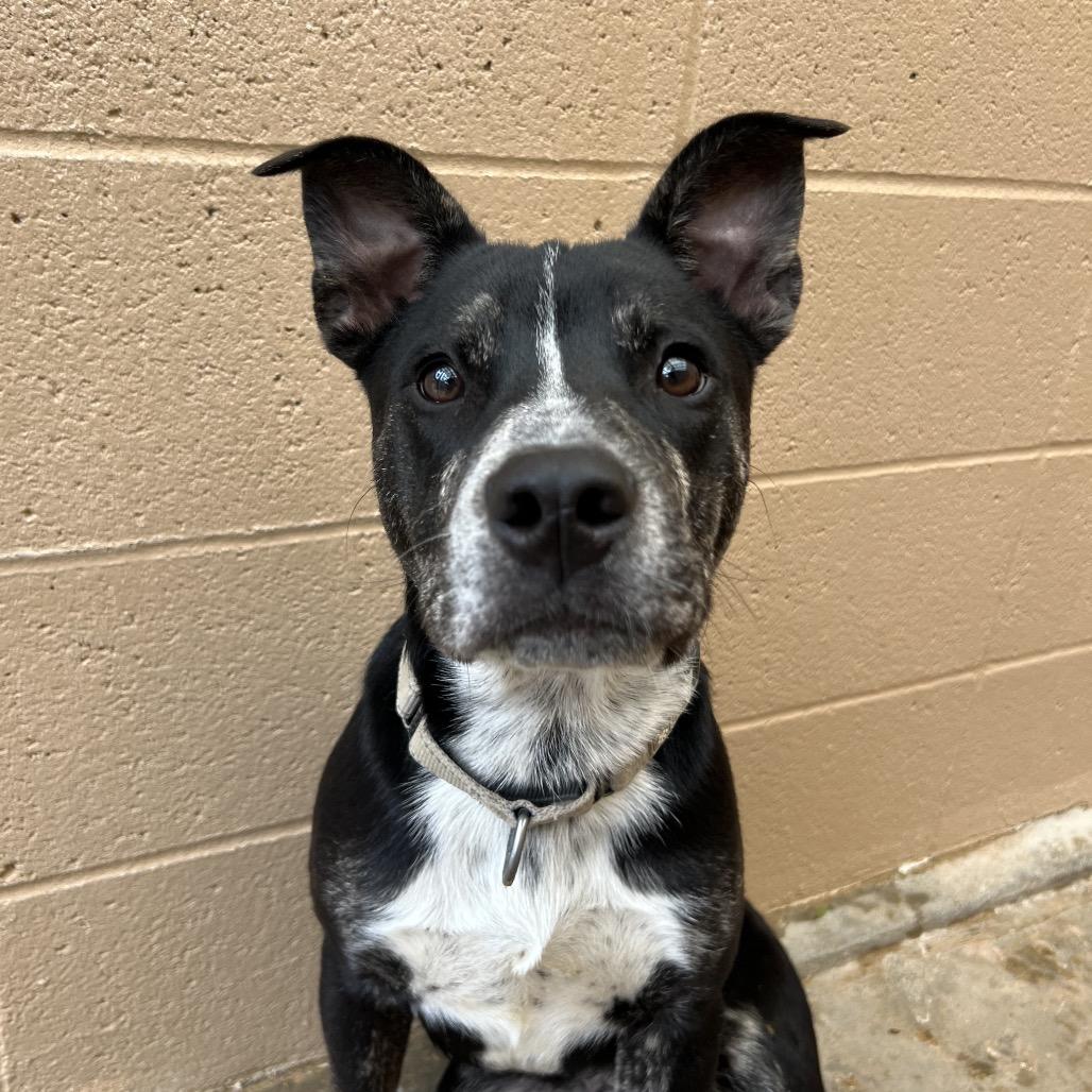 Enlarge Calvin Latte, a Adoptable Pit Bull Terrier in Ojai, CA image 3/6