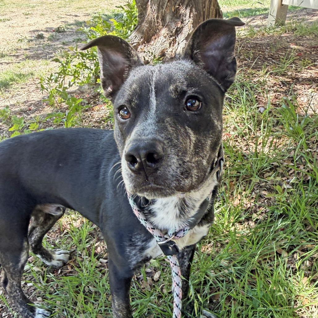 Enlarge Calvin Latte, a Adoptable Pit Bull Terrier in Ojai, CA image 4/6