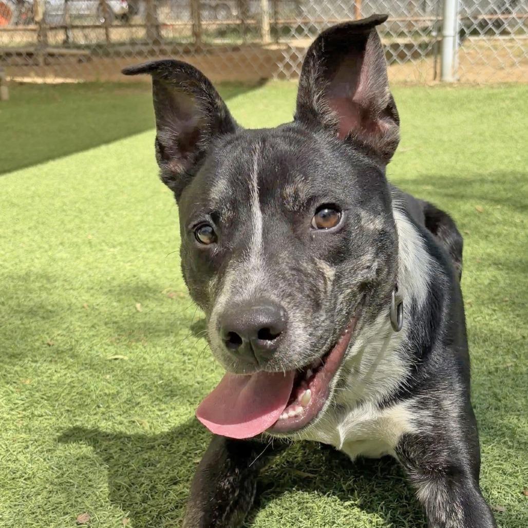 Enlarge Calvin Latte, a Adoptable Pit Bull Terrier in Ojai, CA image 5/6