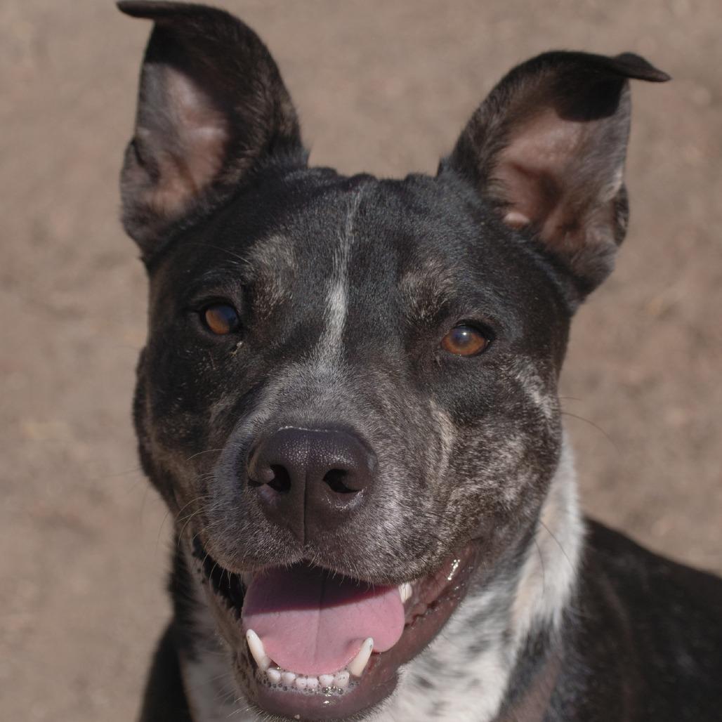 Calvin Latte, a Adoptable mixed breed in Ojai, CA image 5/6