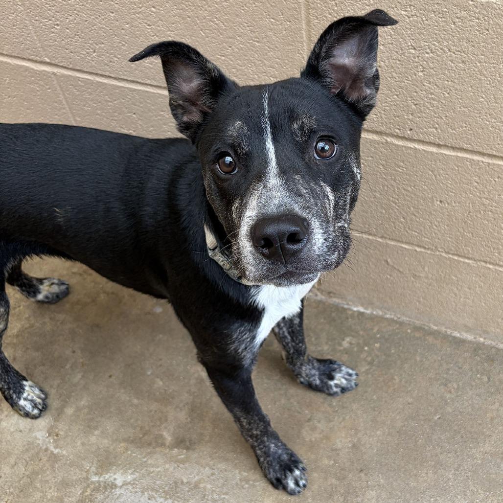 Enlarge Calvin Latte, a Adoptable Pit Bull Terrier in Ojai, CA image 6/6