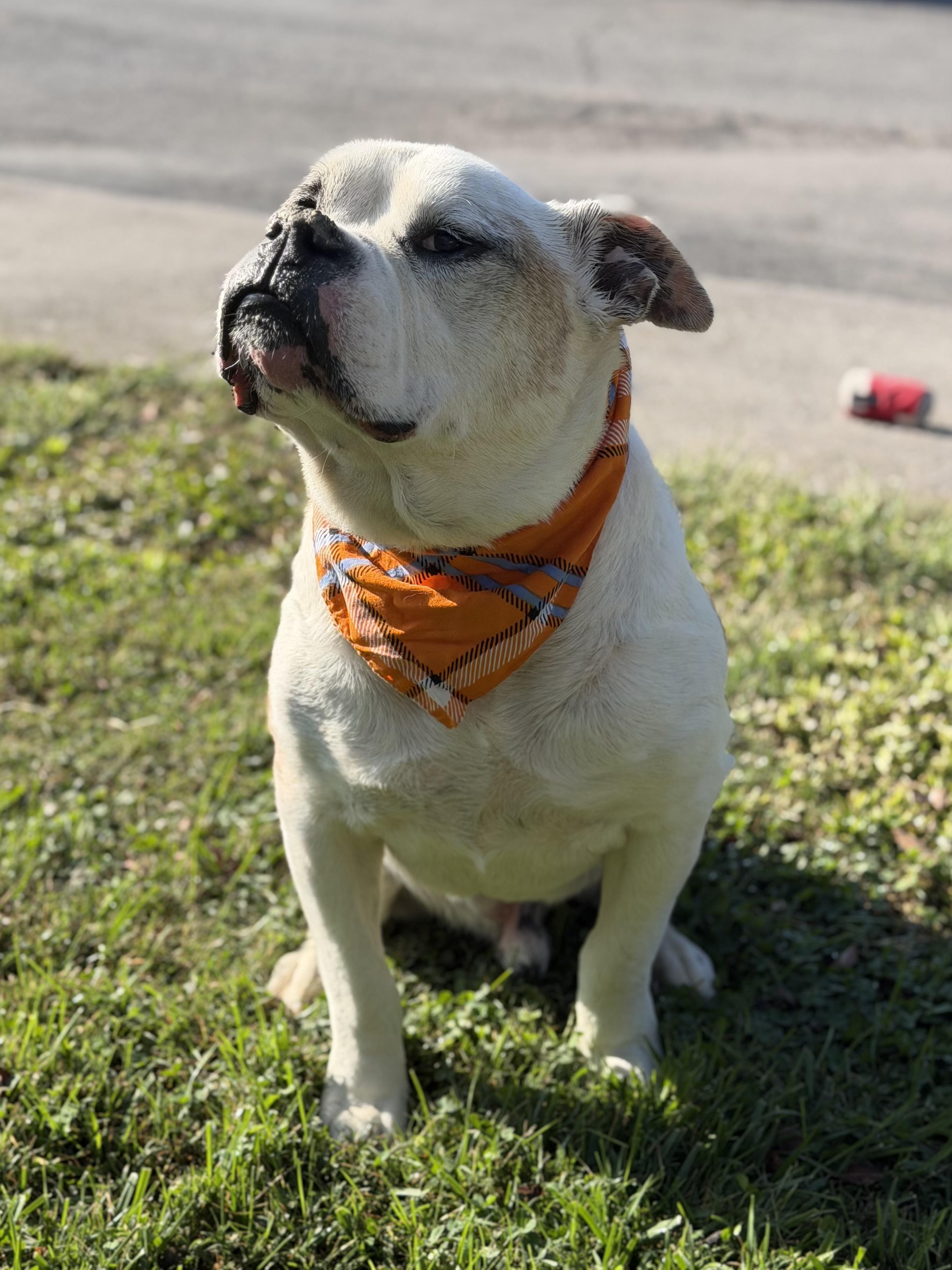 Peabody, a Adoptable American Bulldog in Maryville, TN image 5/6