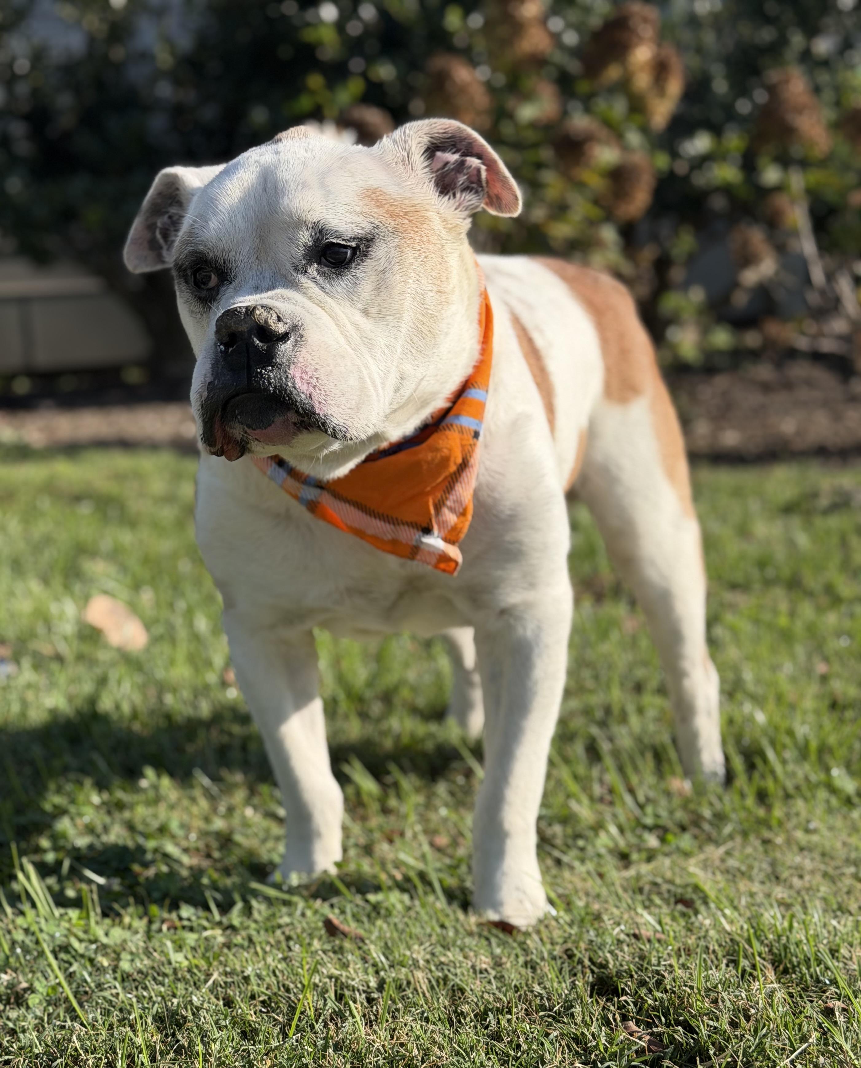 Peabody, a Adoptable American Bulldog in Maryville, TN image 2/6