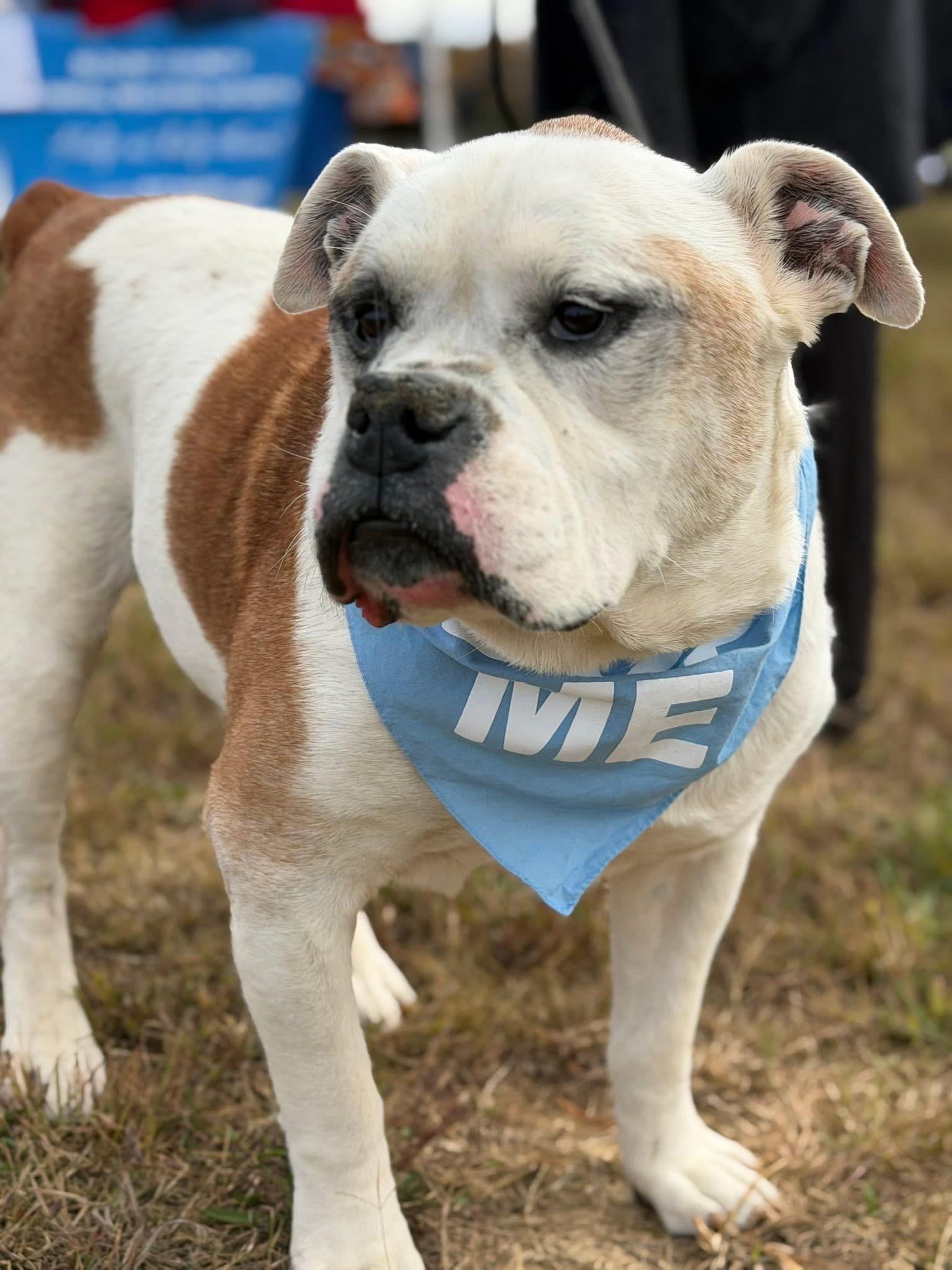 Peabody, a Adoptable American Bulldog in Maryville, TN image 3/6