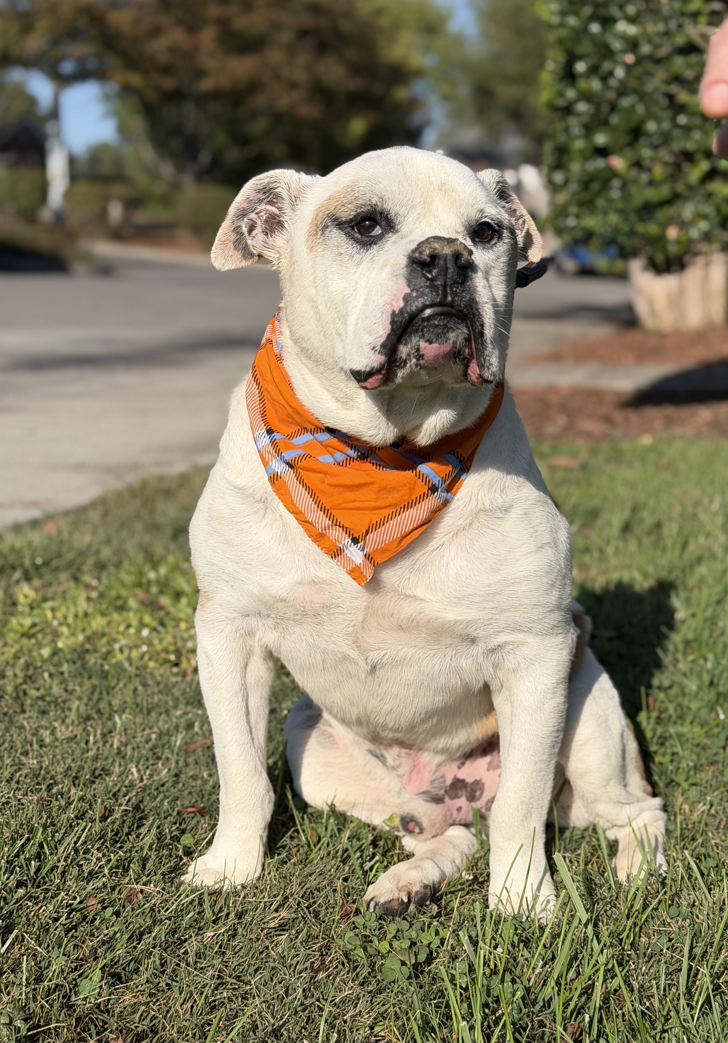 Peabody, a Adoptable American Bulldog in Maryville, TN image 6/6