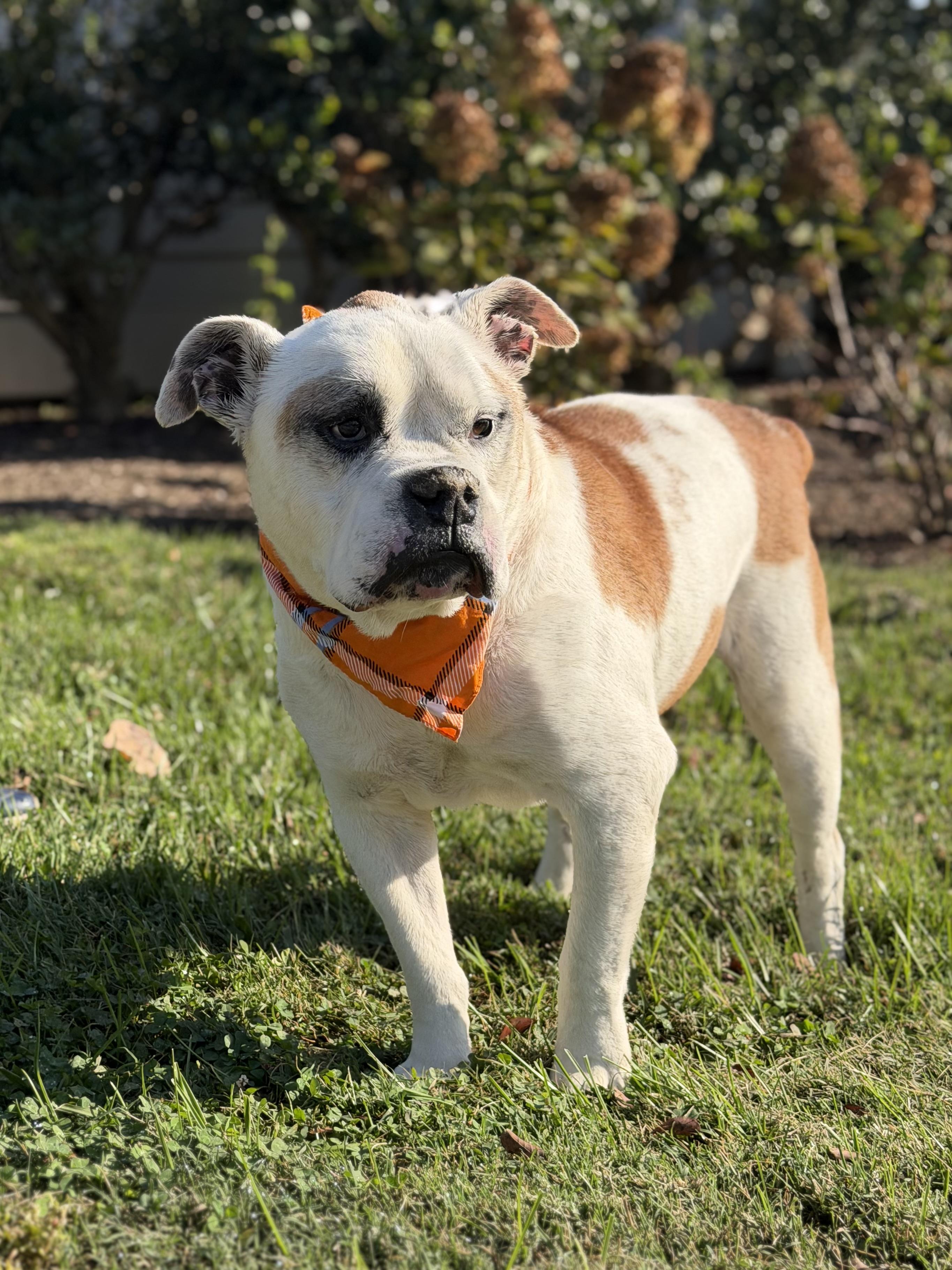 Peabody, a Adoptable American Bulldog in Maryville, TN image 4/6
