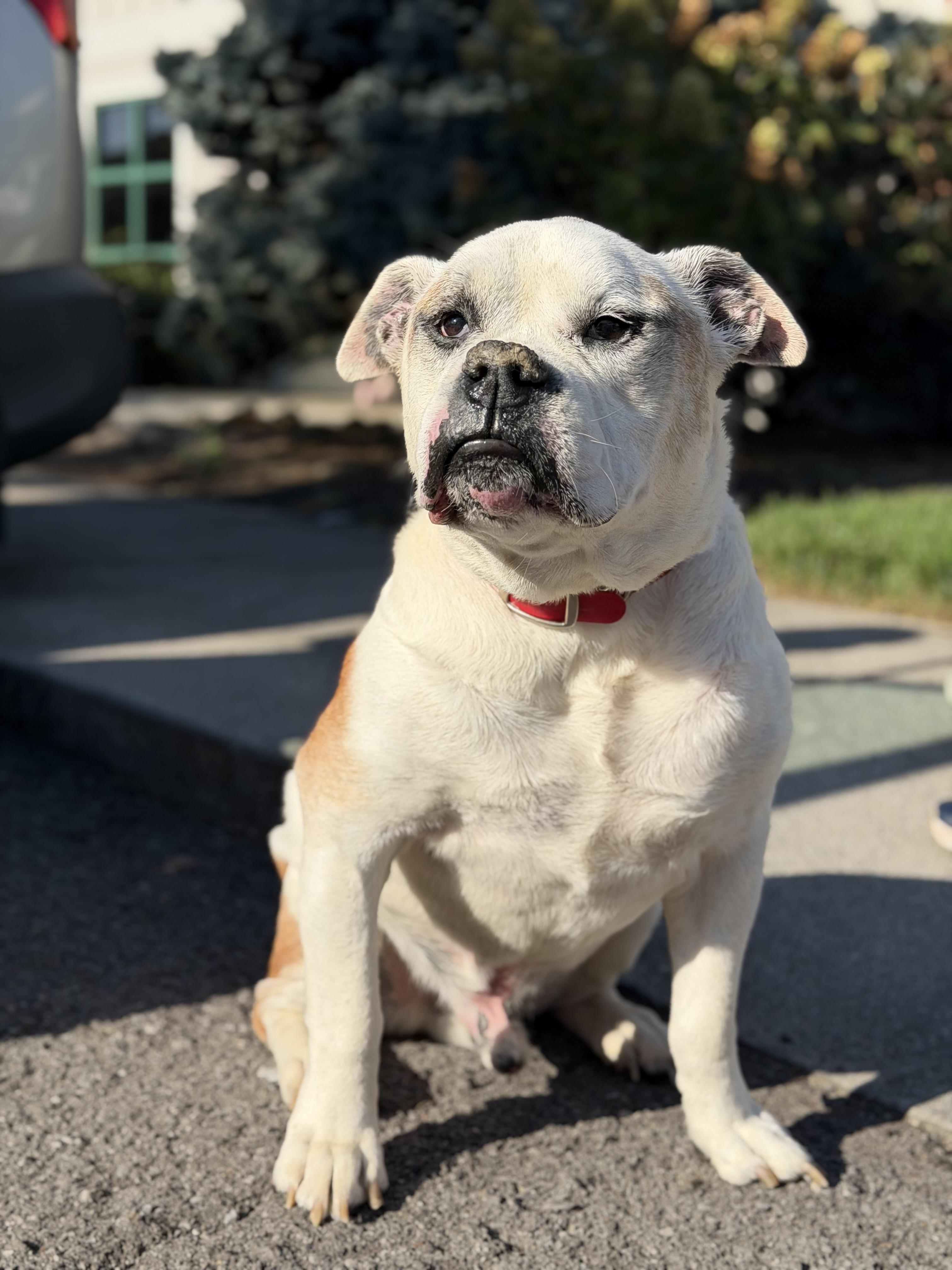 Peabody, a Adoptable American Bulldog in Maryville, TN image 1/6