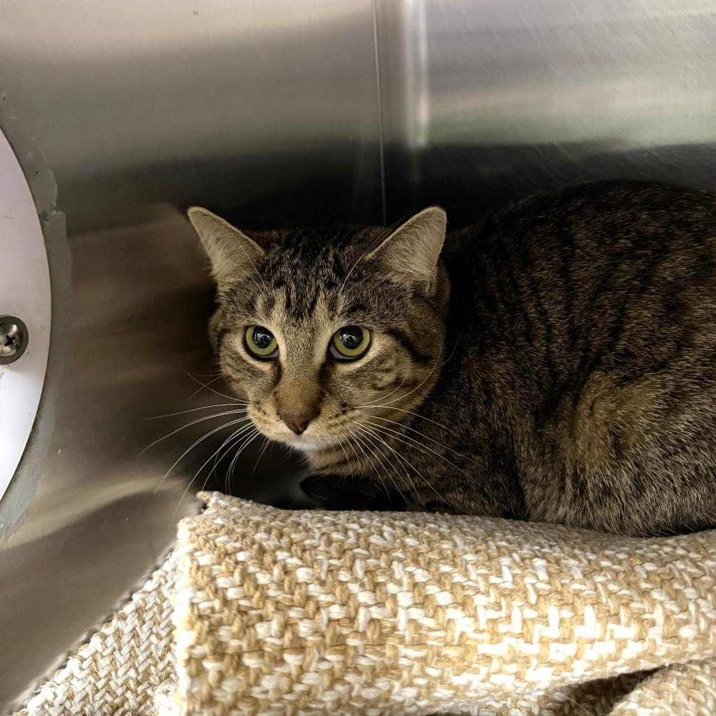 Vincent, Adoptable, Young Male Domestic Short Hair.