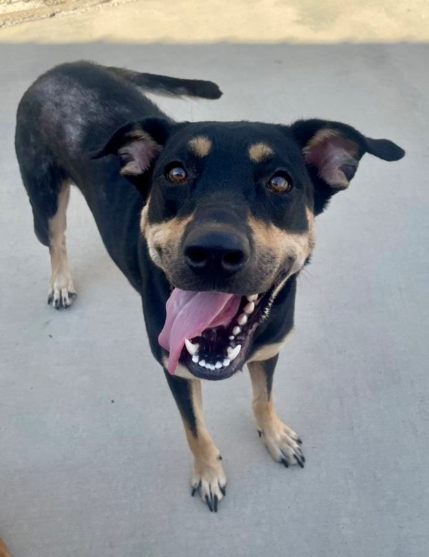 Marissa, Young Female Labrador Retriever