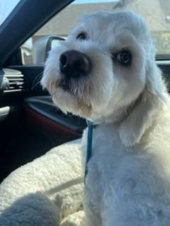 Quinn, Adoptable, Adult Male Cocker Spaniel & Miniature Poodle.