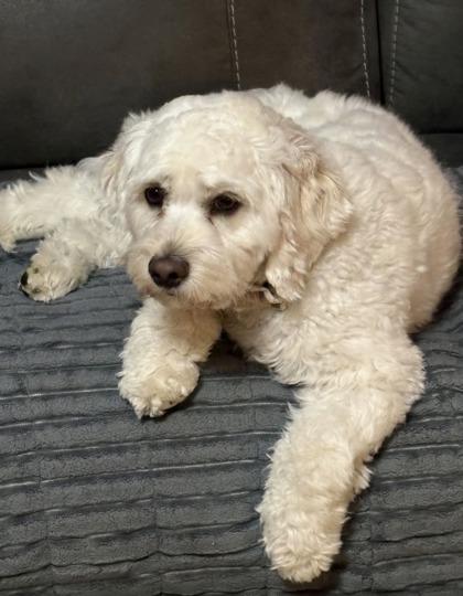 Enlarge Quinn, a Adoptable mixed breed in Wichita, KS image 2/3