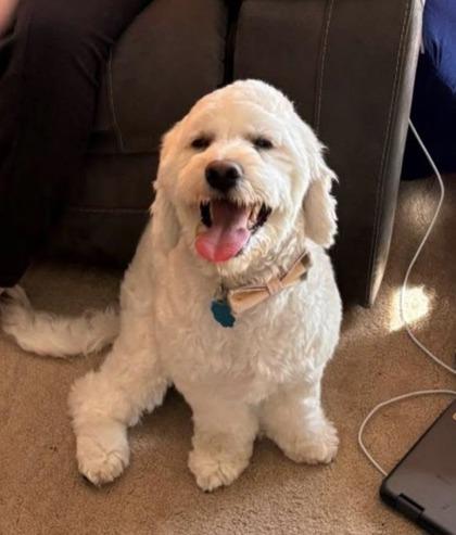 Enlarge Quinn, a Adoptable mixed breed in Wichita, KS image 3/3