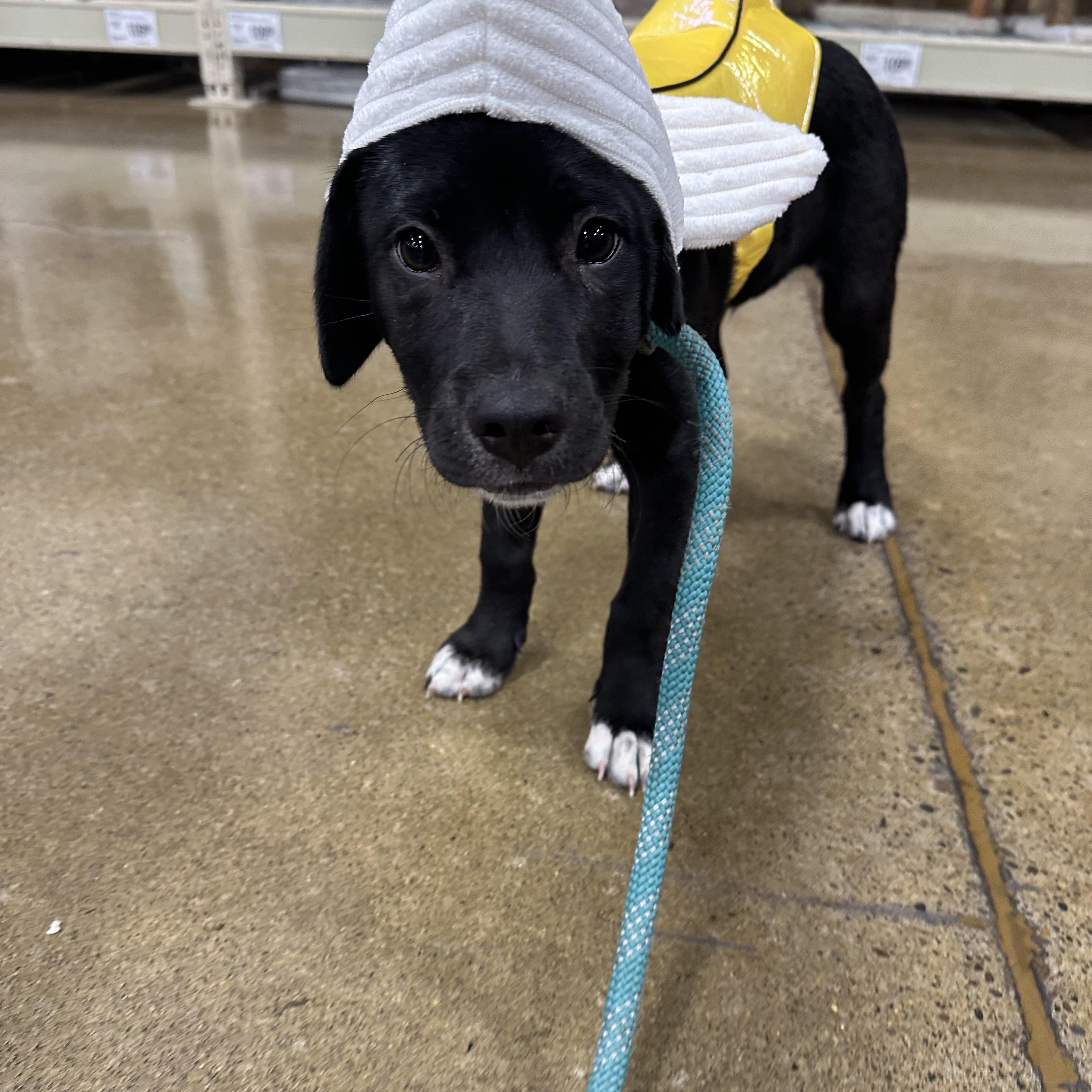 Freddy, an adoptable Border Collie, Pit Bull Terrier in Eugene, OR, 97404 | Photo Image 4