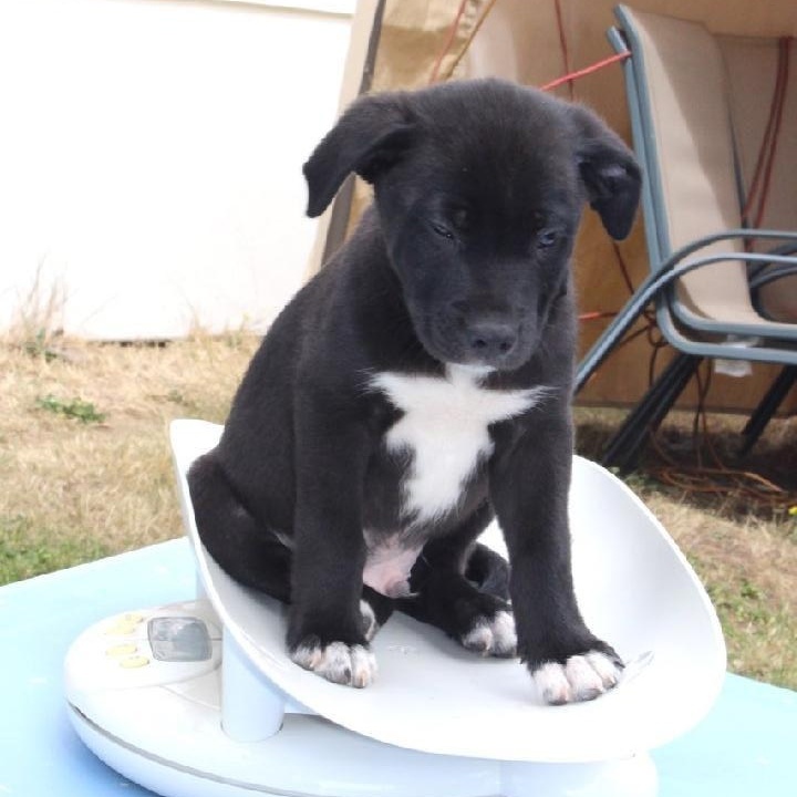 Freddy, an adoptable Border Collie, Pit Bull Terrier in Eugene, OR, 97404 | Photo Image 5