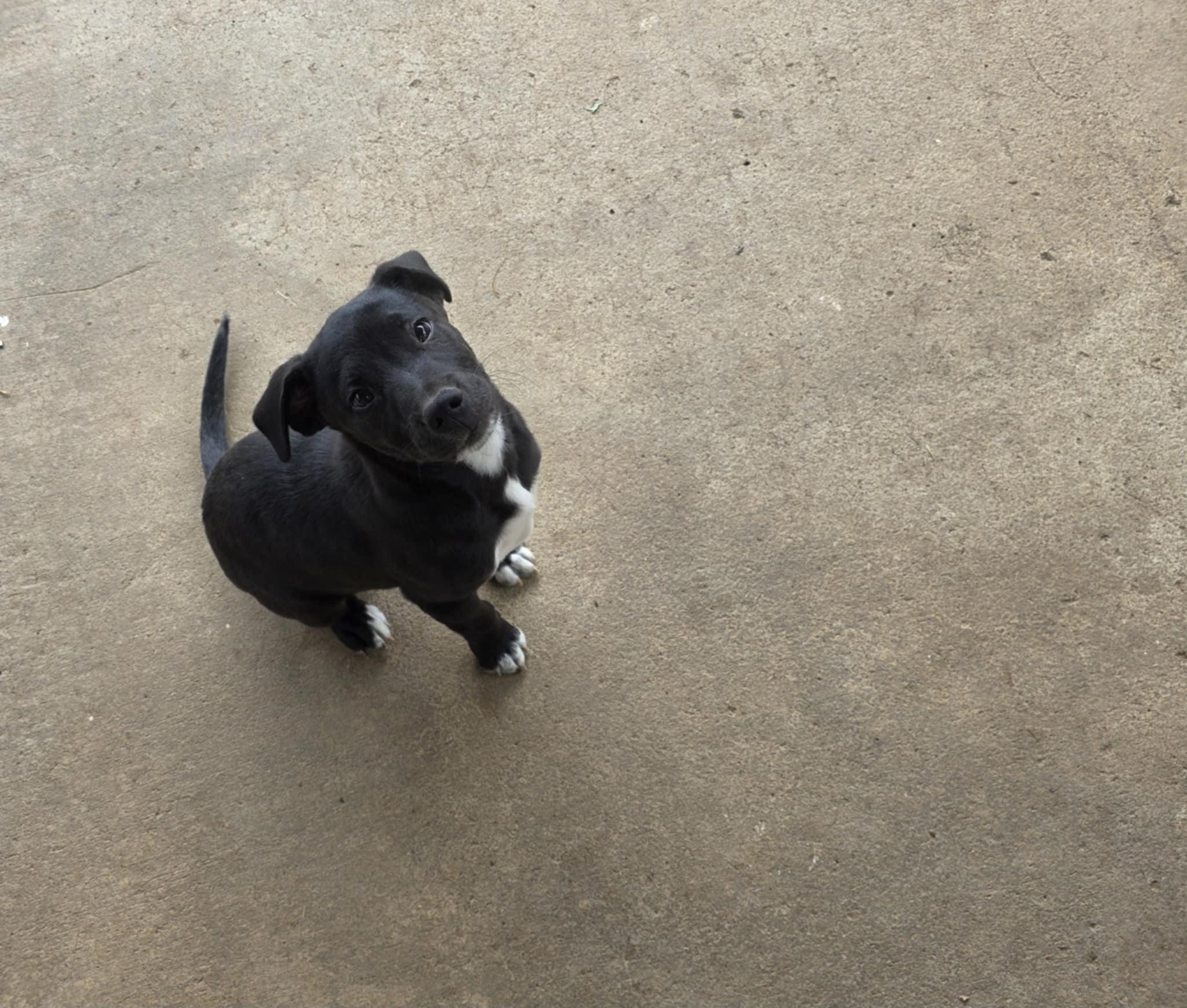 Freddy, an adoptable Border Collie, Pit Bull Terrier in Eugene, OR, 97404 | Photo Image 1