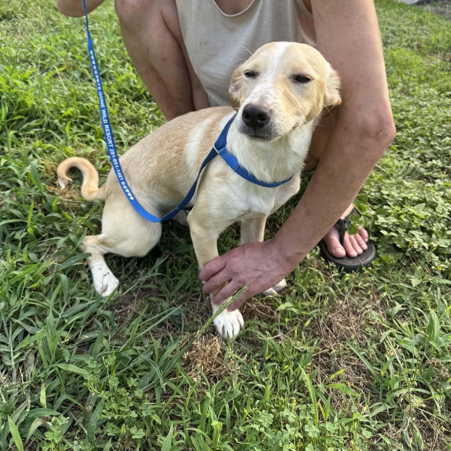 Enlarge Lucy, an adoption pending mixed breed in aurora, CO image 2/3