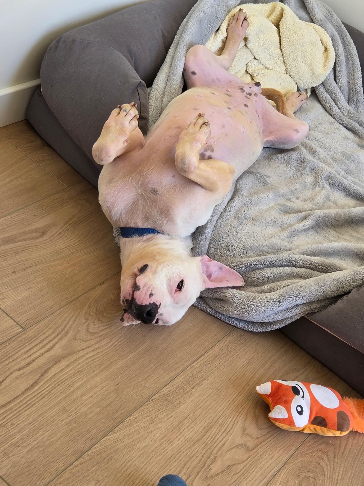 Enlarge Pinkie, a Adoptable mixed breed in Portland, OR image 4/6