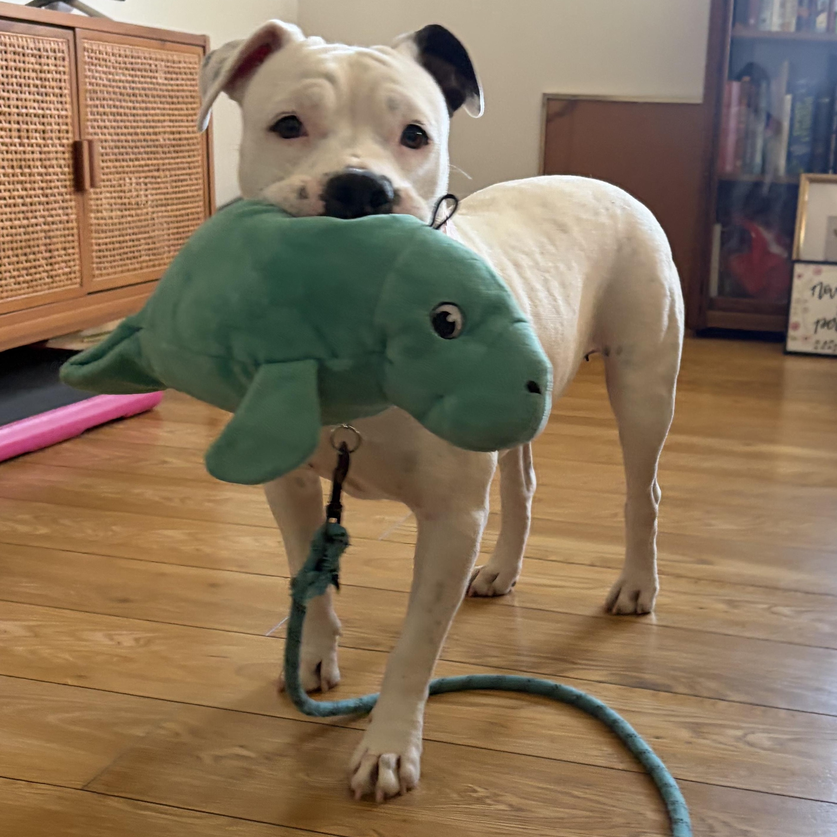 Enlarge Pinkie, a Adoptable mixed breed in Portland, OR image 2/6