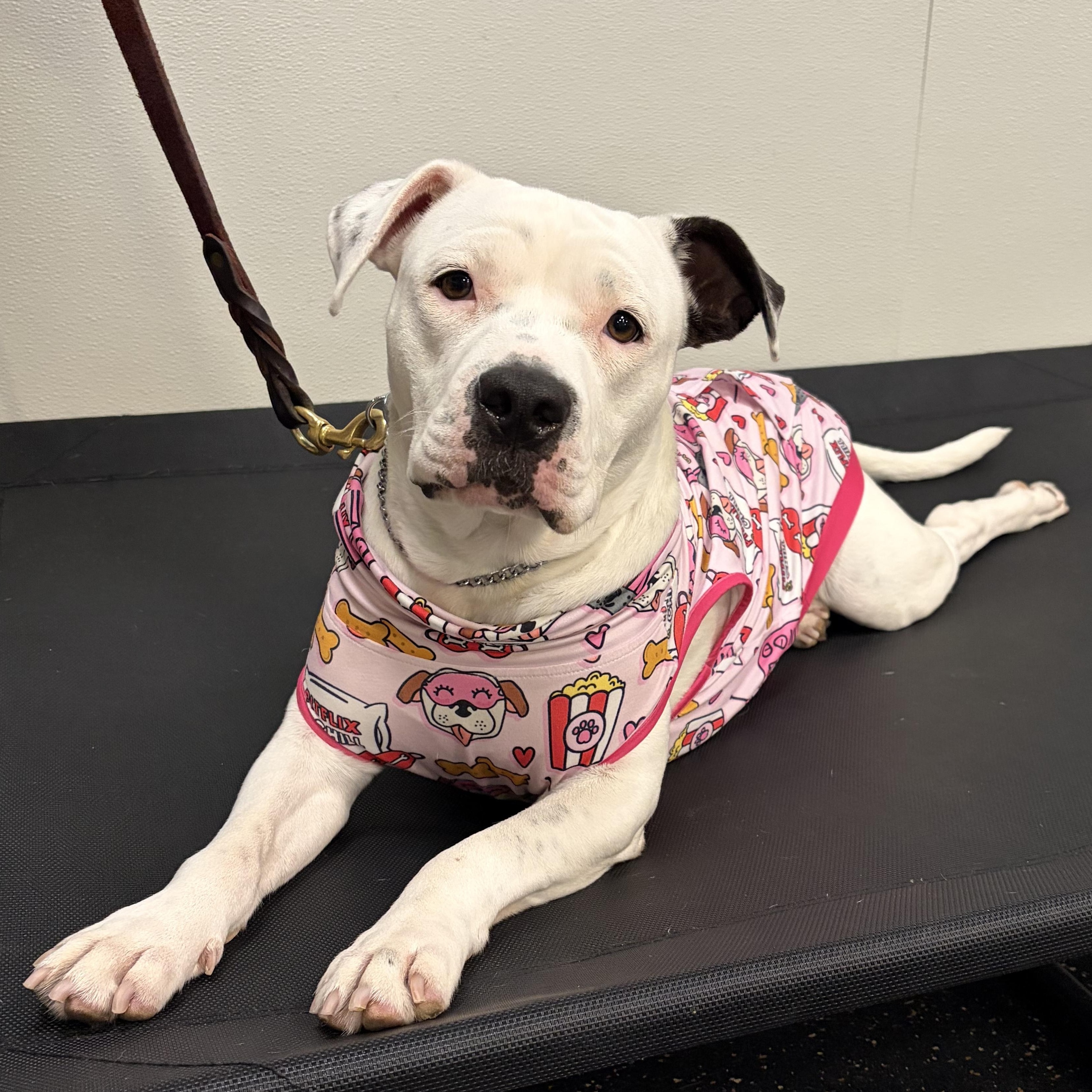 Enlarge Pinkie, a Adoptable mixed breed in Portland, OR image 1/6