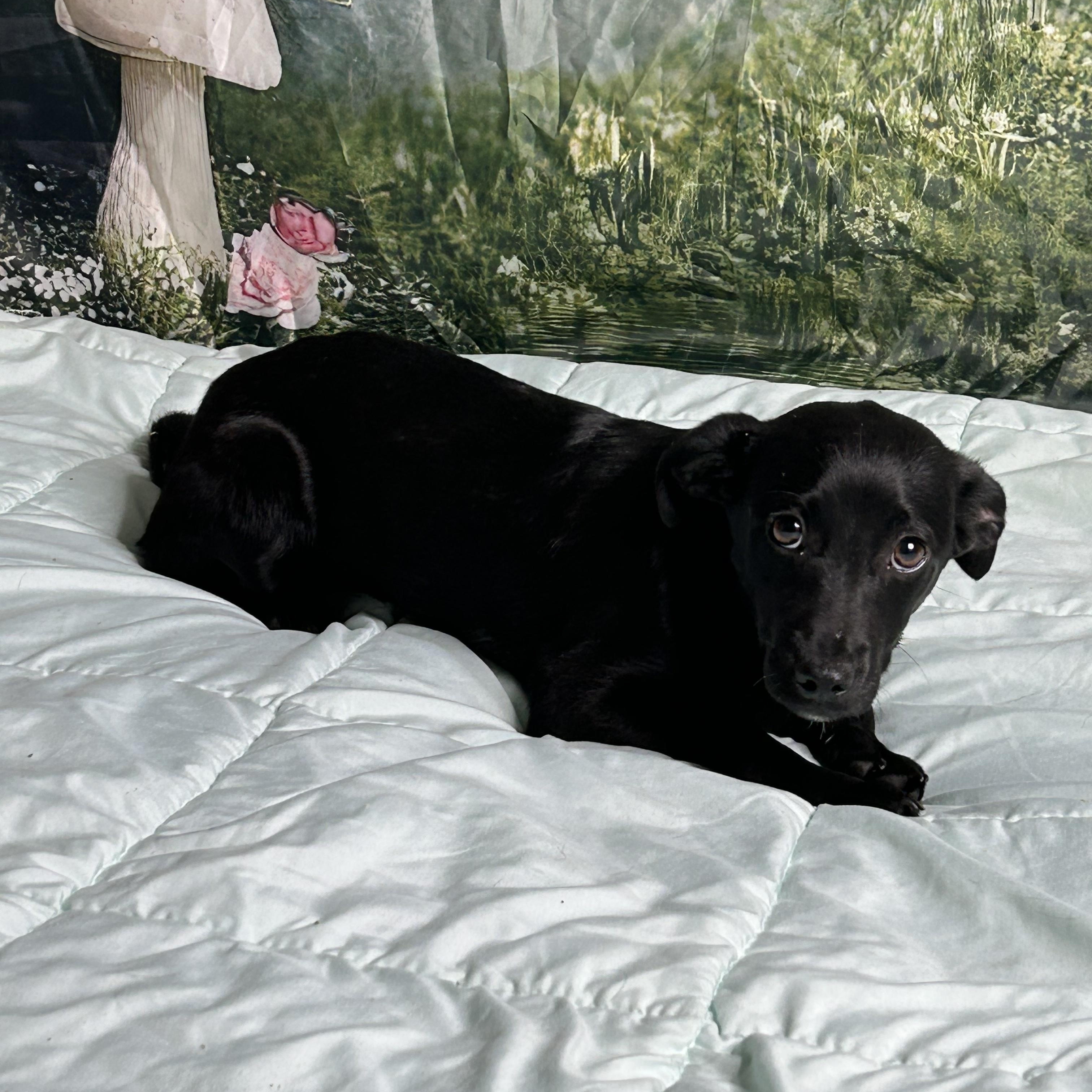 Enlarge Paulina, an adopted mixed breed in Newfoundland, NJ image 1/1