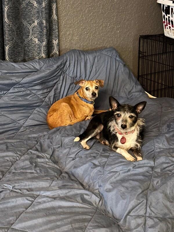 Sammy Sweets Supreme — thumbnail 2