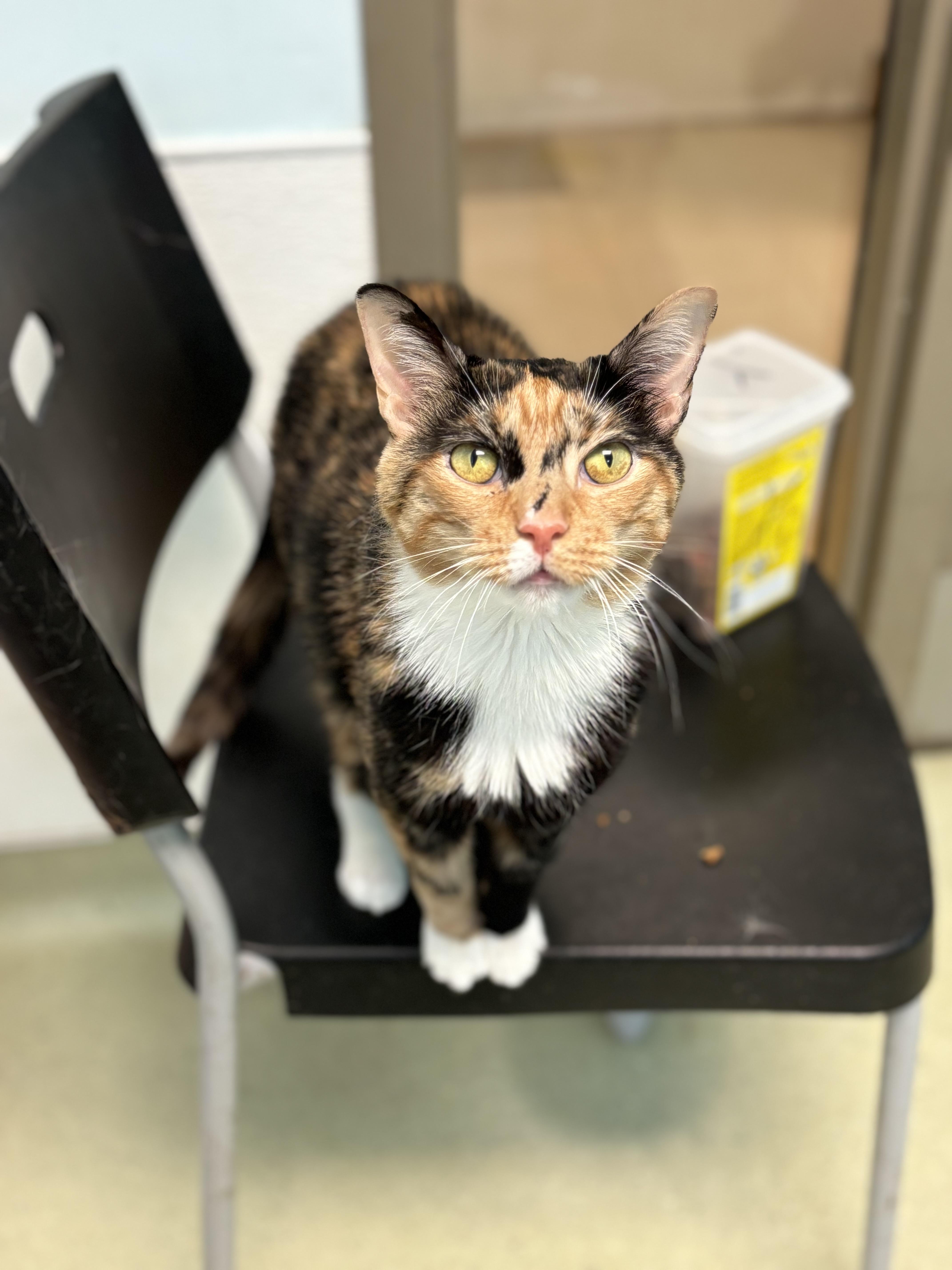 Robin, Adoptable, Adult Female Domestic Short Hair.