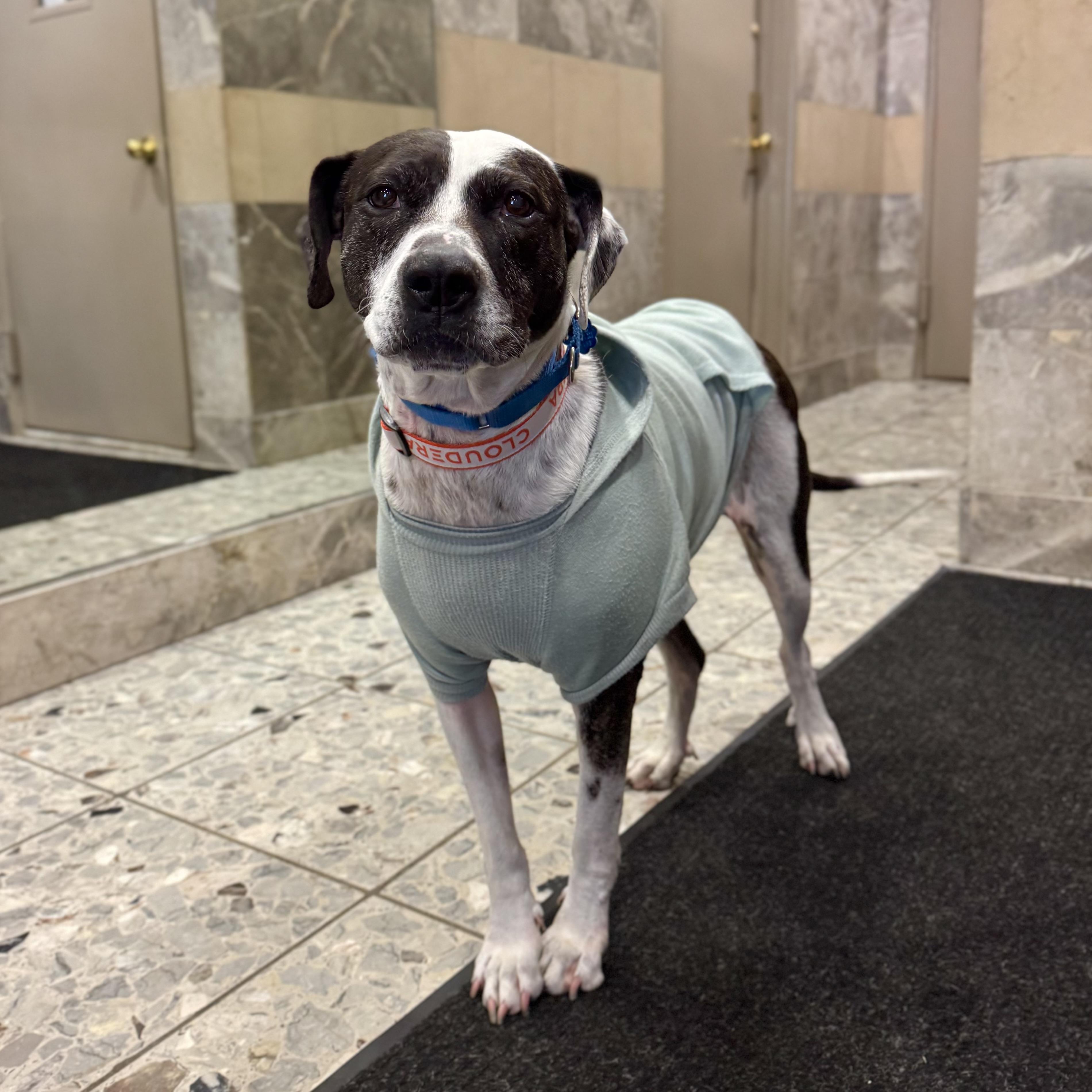 Enlarge Catfish, a ADOPTABLE mixed breed in New York, NY image 2/6