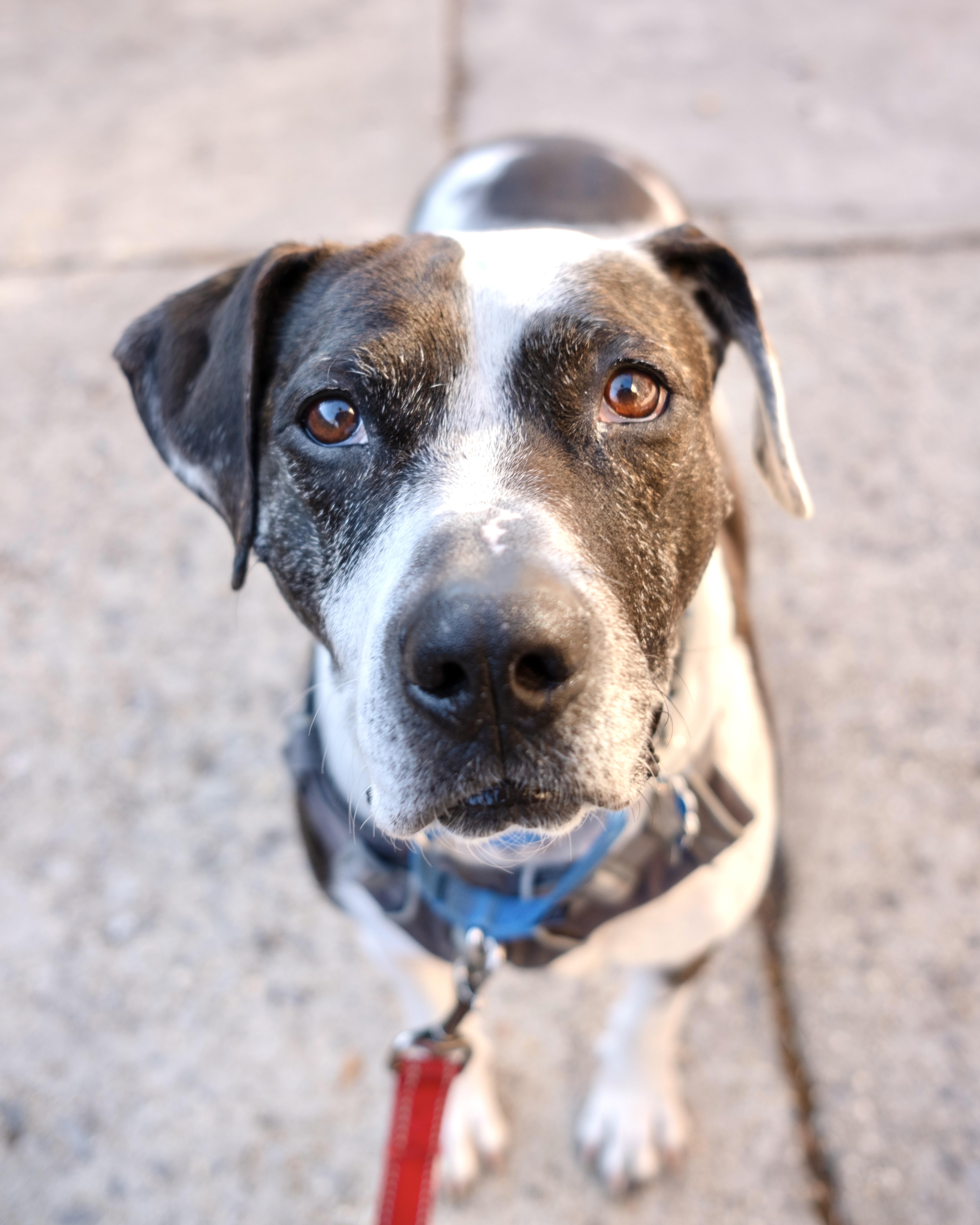 Enlarge Catfish, a ADOPTABLE mixed breed in New York, NY image 1/6