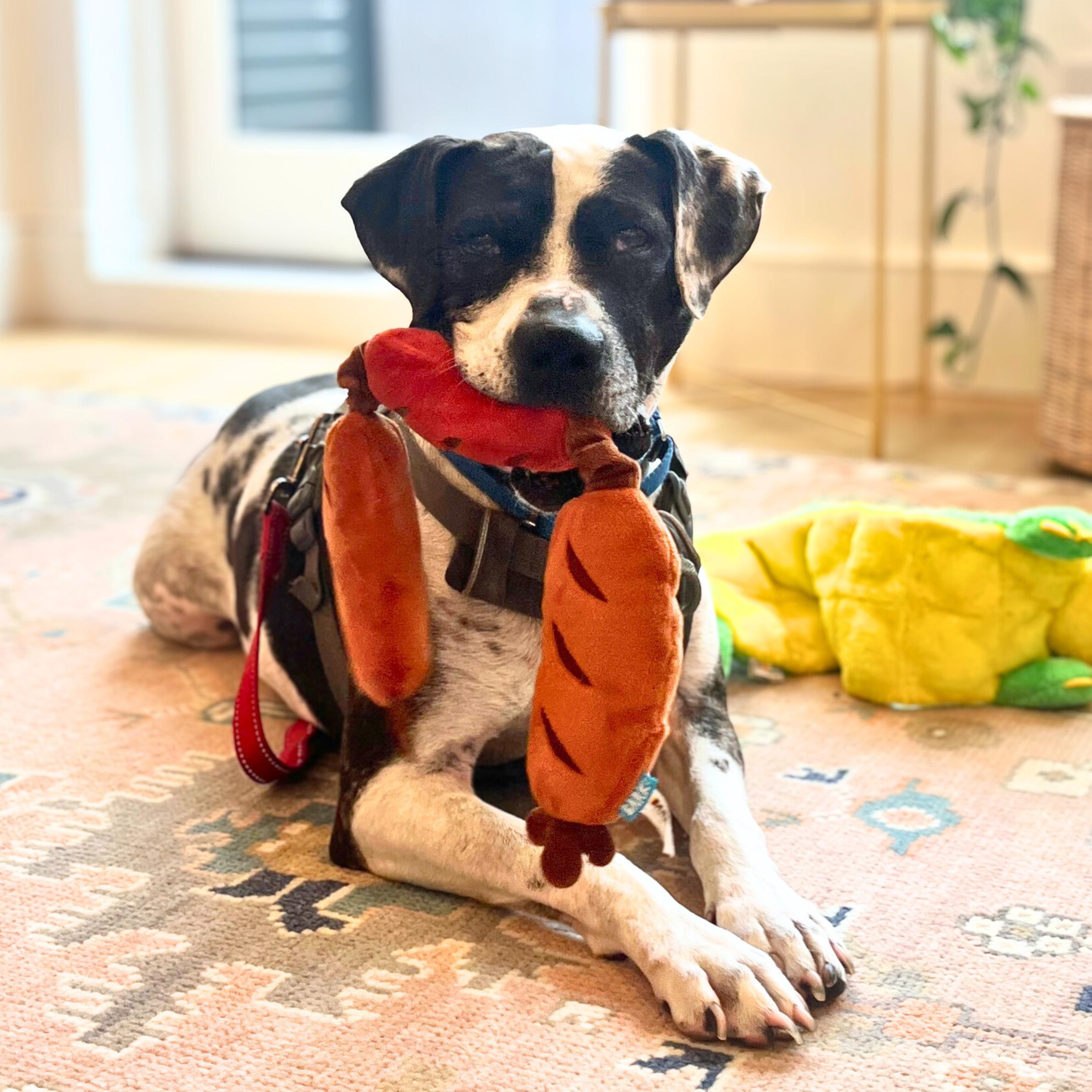 Enlarge Catfish, a ADOPTABLE mixed breed in New York, NY image 3/6