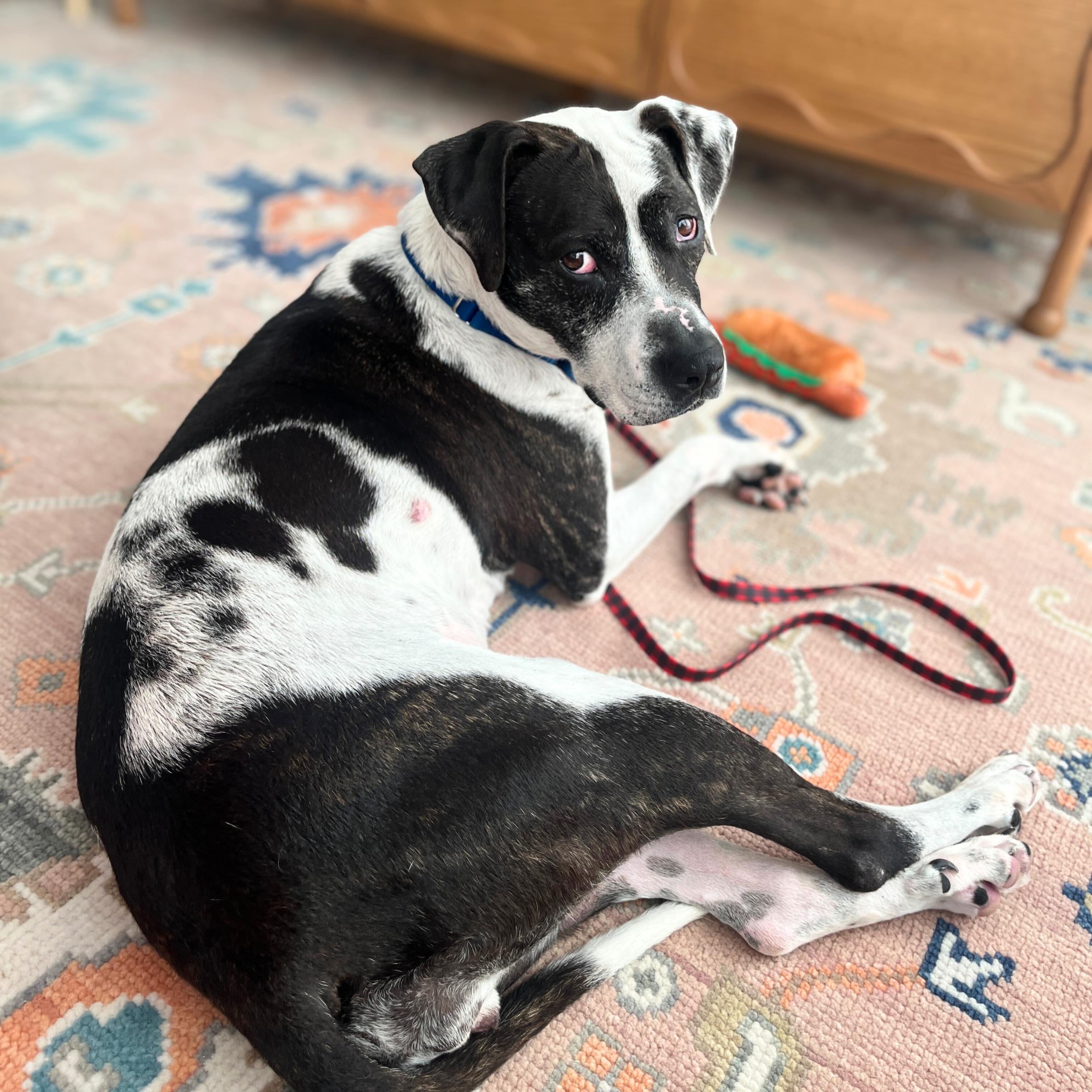 Enlarge Catfish, a ADOPTABLE mixed breed in New York, NY image 2/6