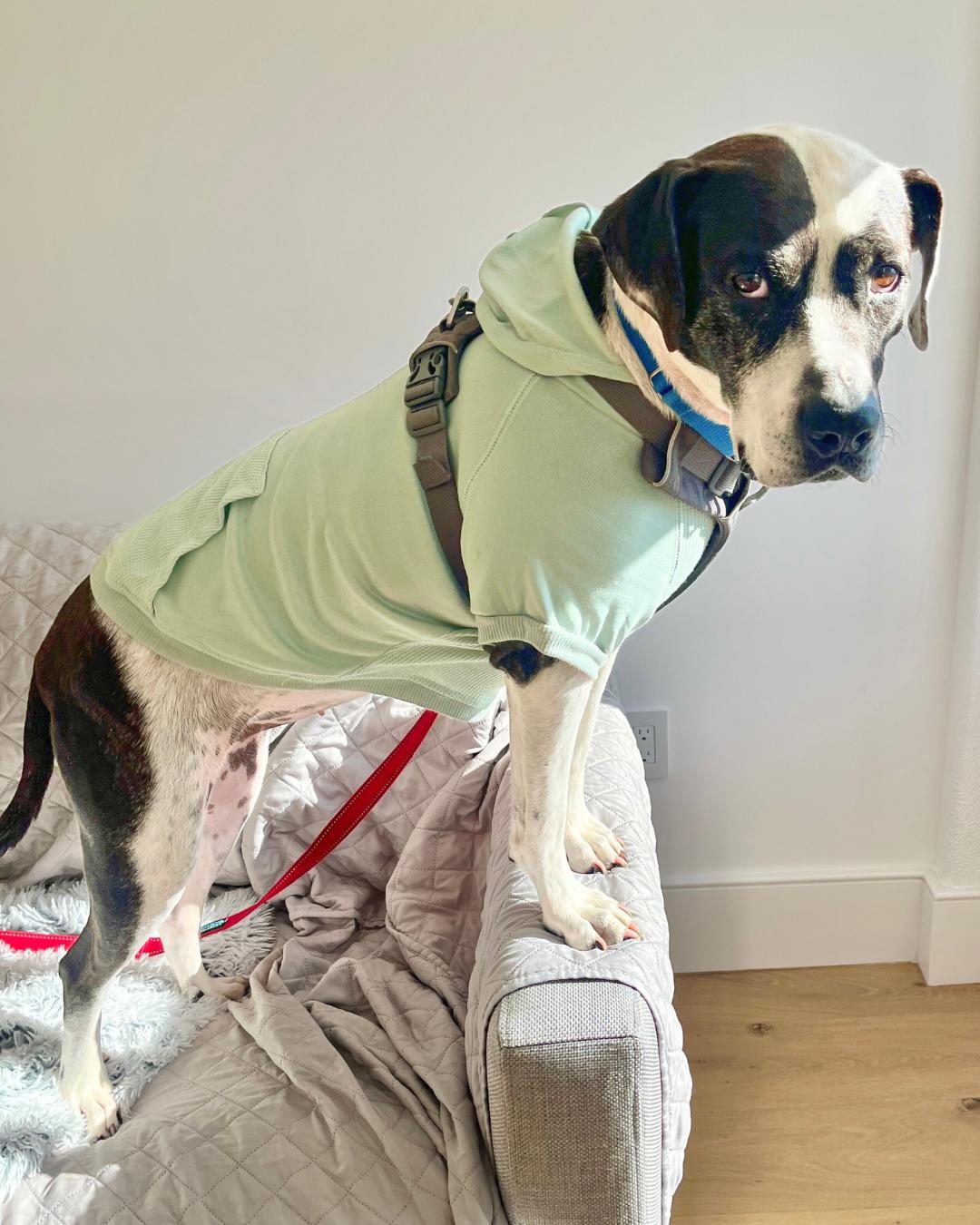 Enlarge Catfish, a ADOPTABLE mixed breed in New York, NY image 5/6