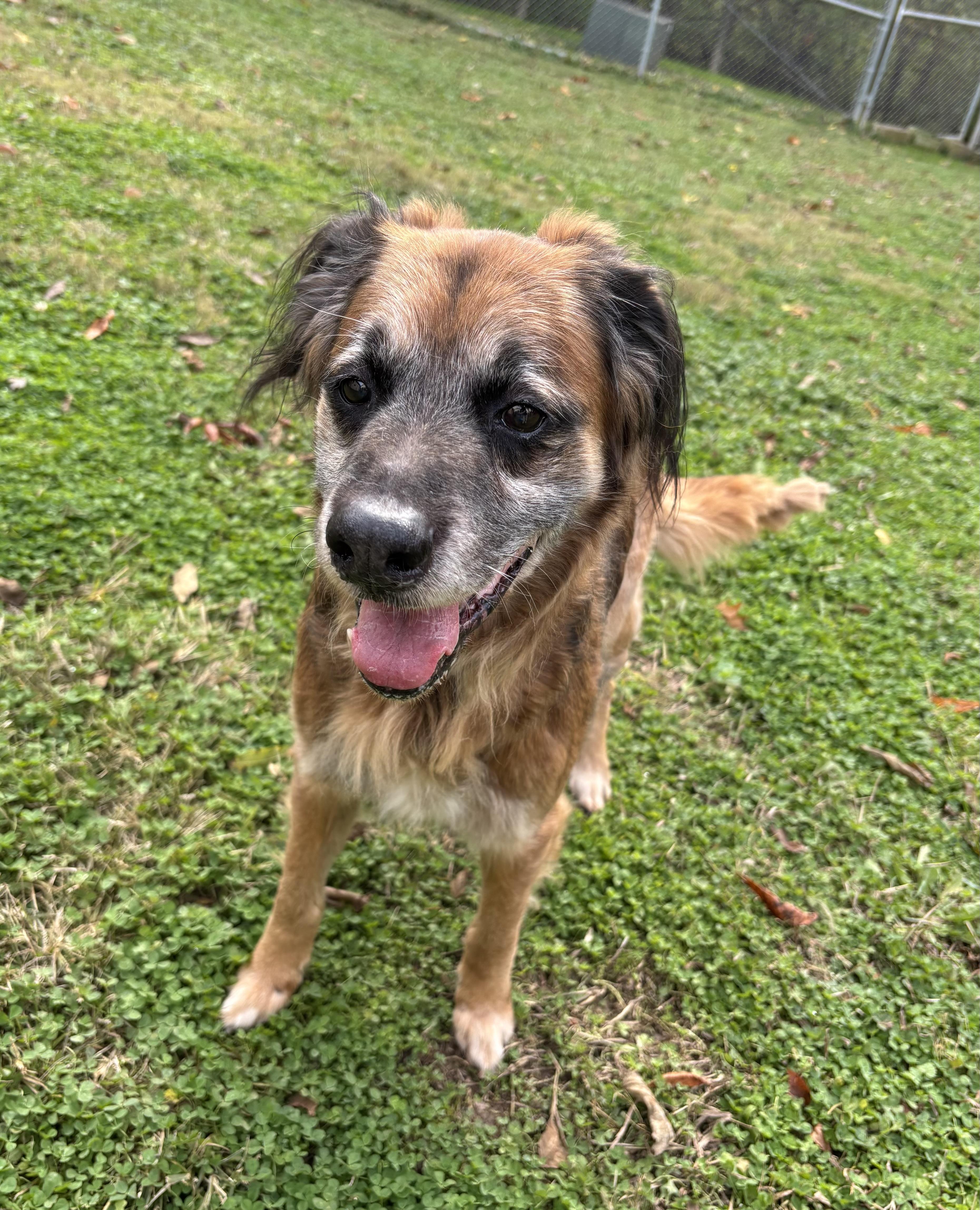 Wilbert, an adopted mixed breed in Circleville, OH image 1/5