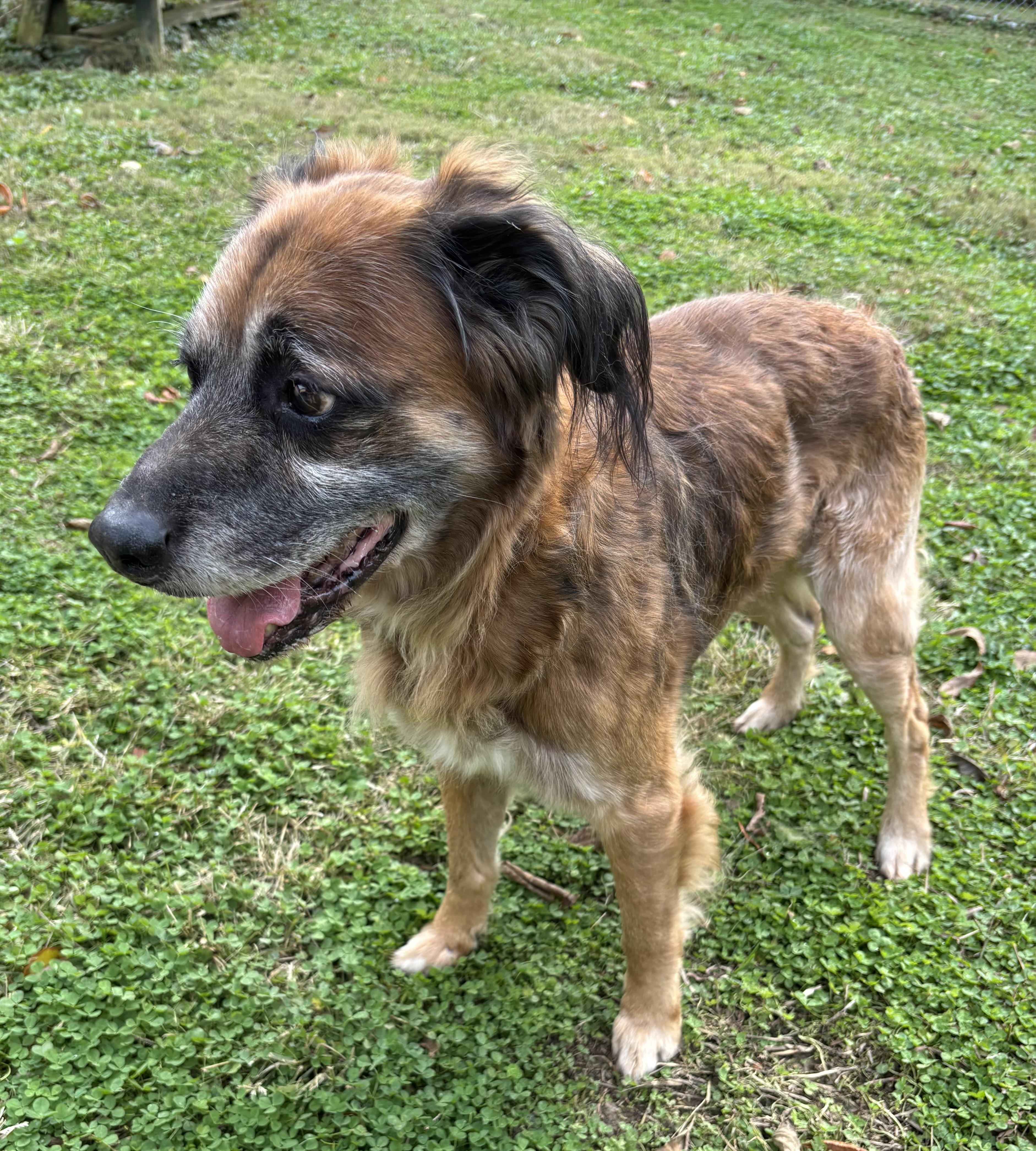 Wilbert, an adopted mixed breed in Circleville, OH image 2/5