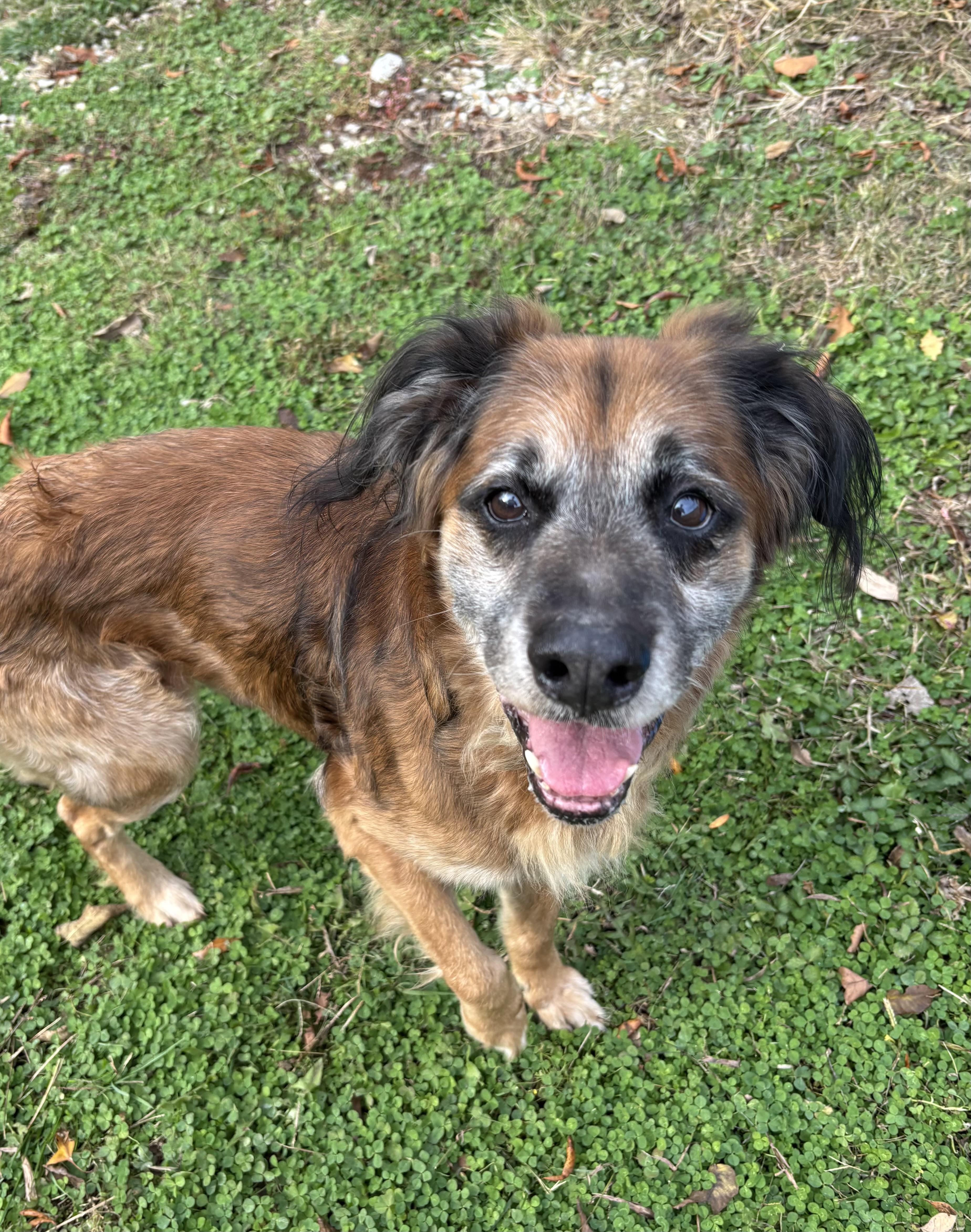 Wilbert, an adopted mixed breed in Circleville, OH image 4/5