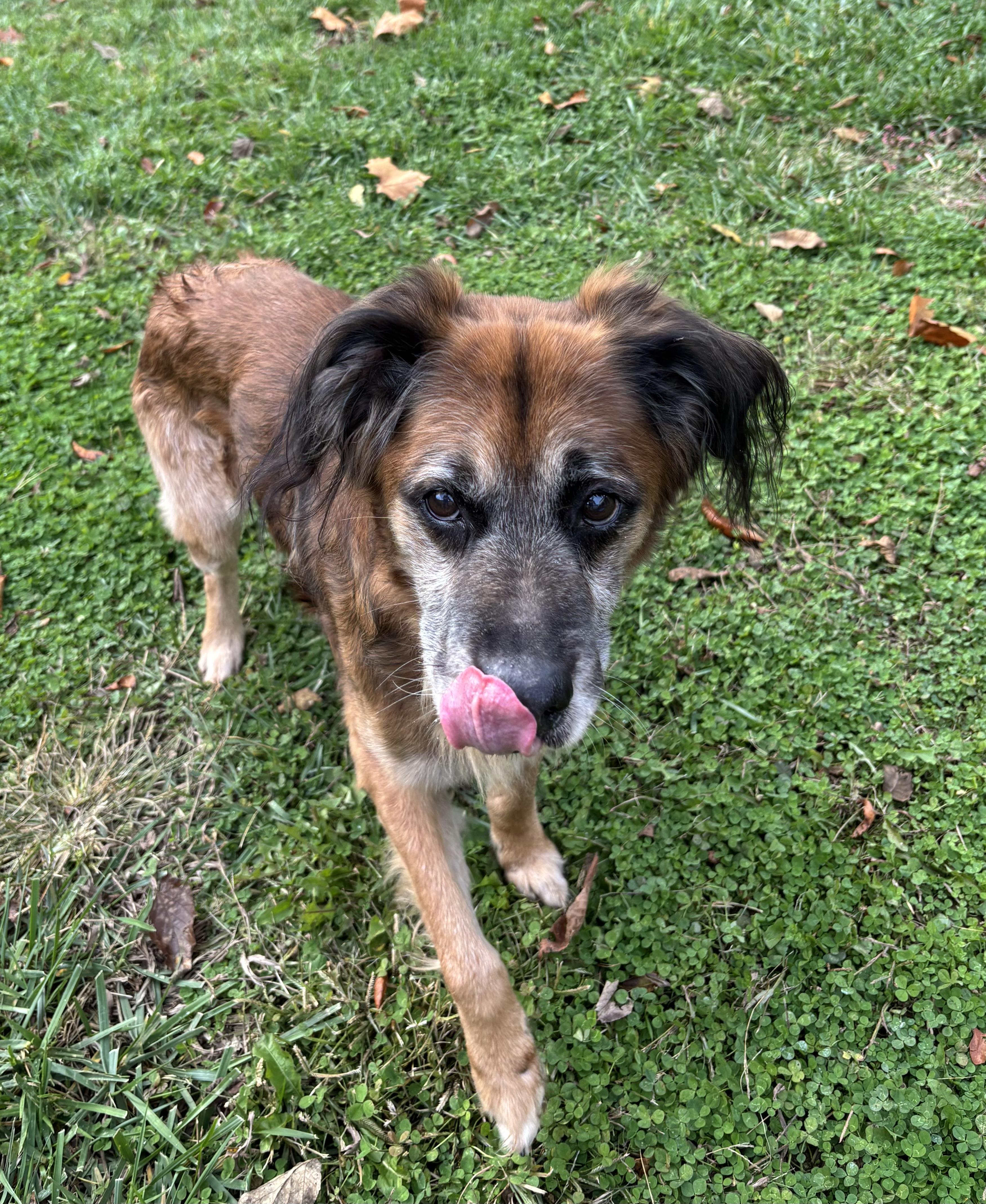 Wilbert, an adopted mixed breed in Circleville, OH image 5/5